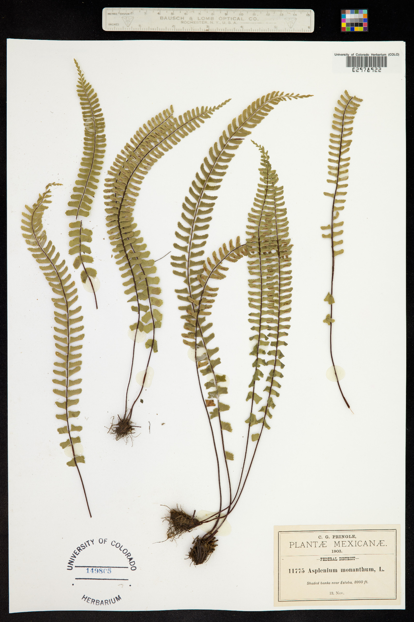 Asplenium monanthes image