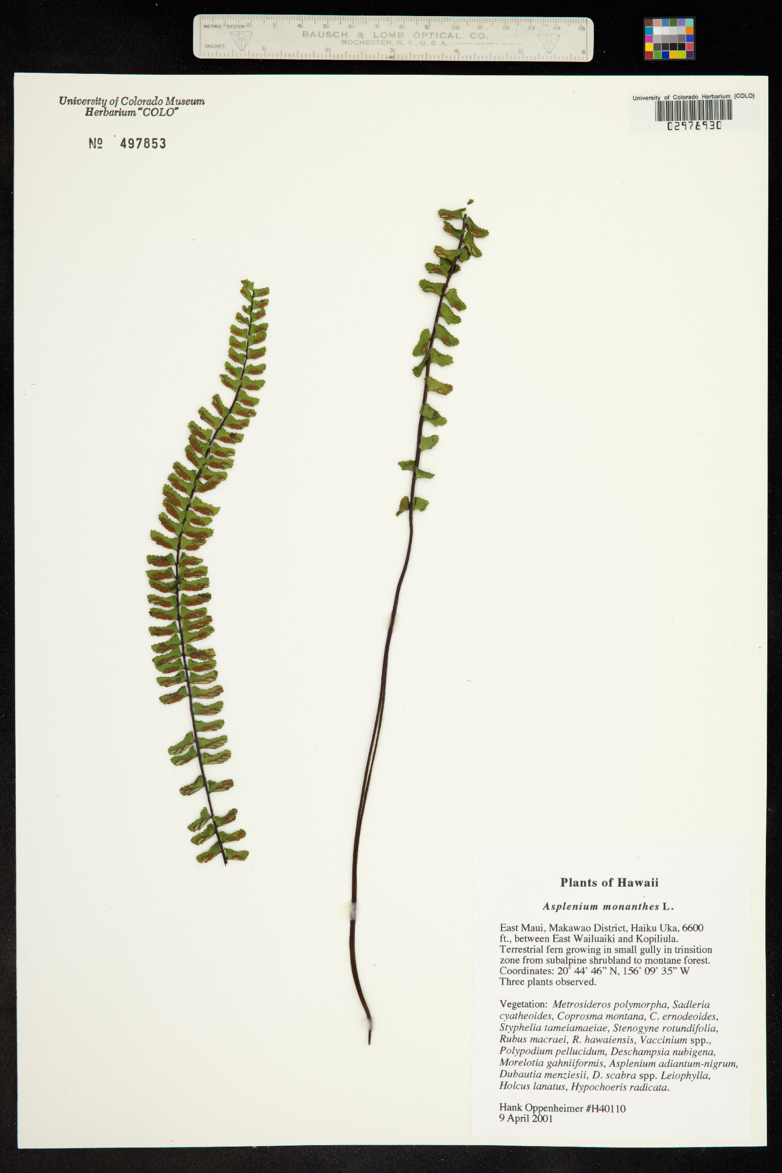 Asplenium monanthes image