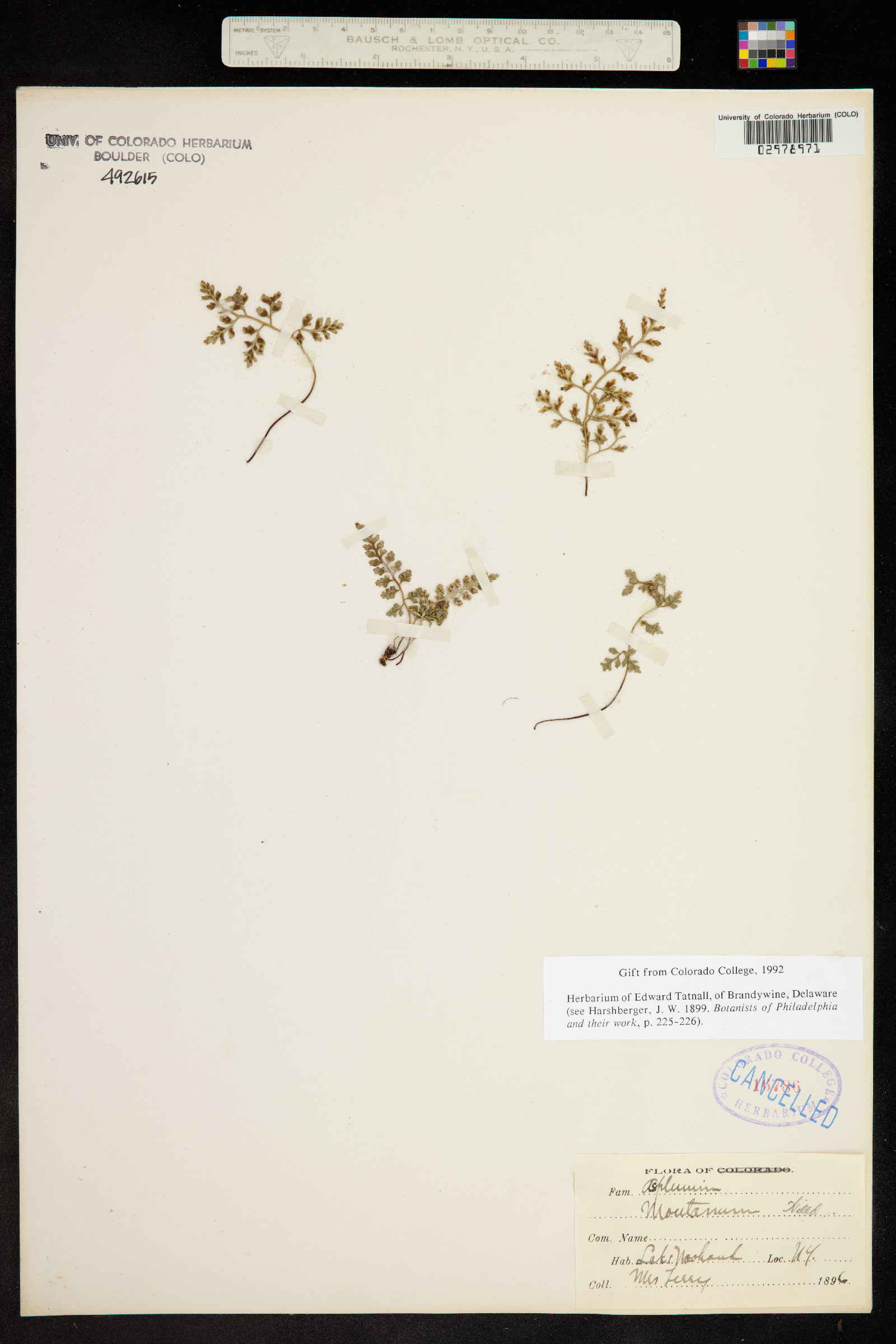 Asplenium montanum image