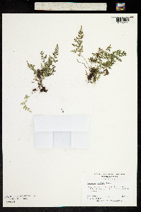 Image of Asplenium montanum
