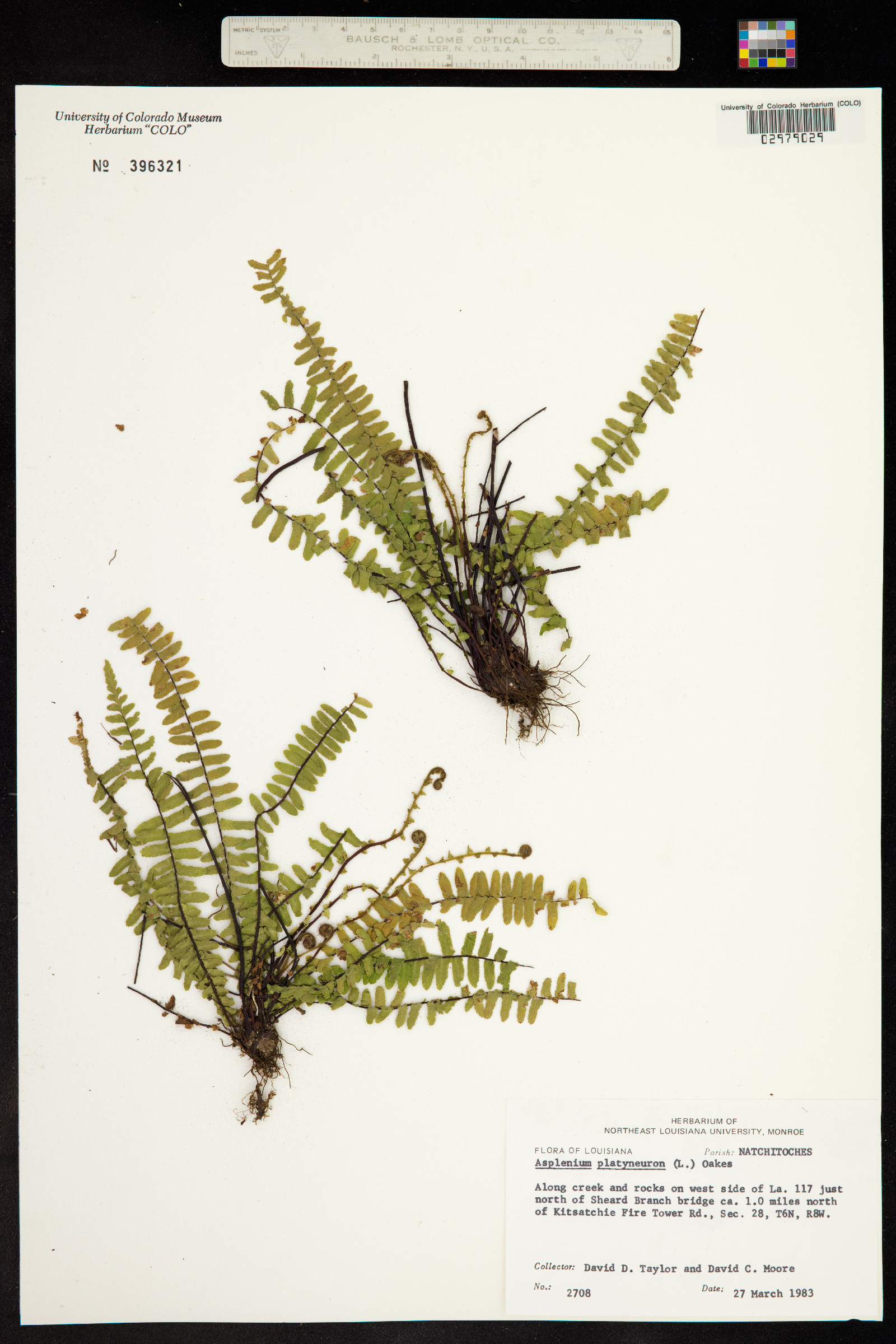 Asplenium platyneuron image