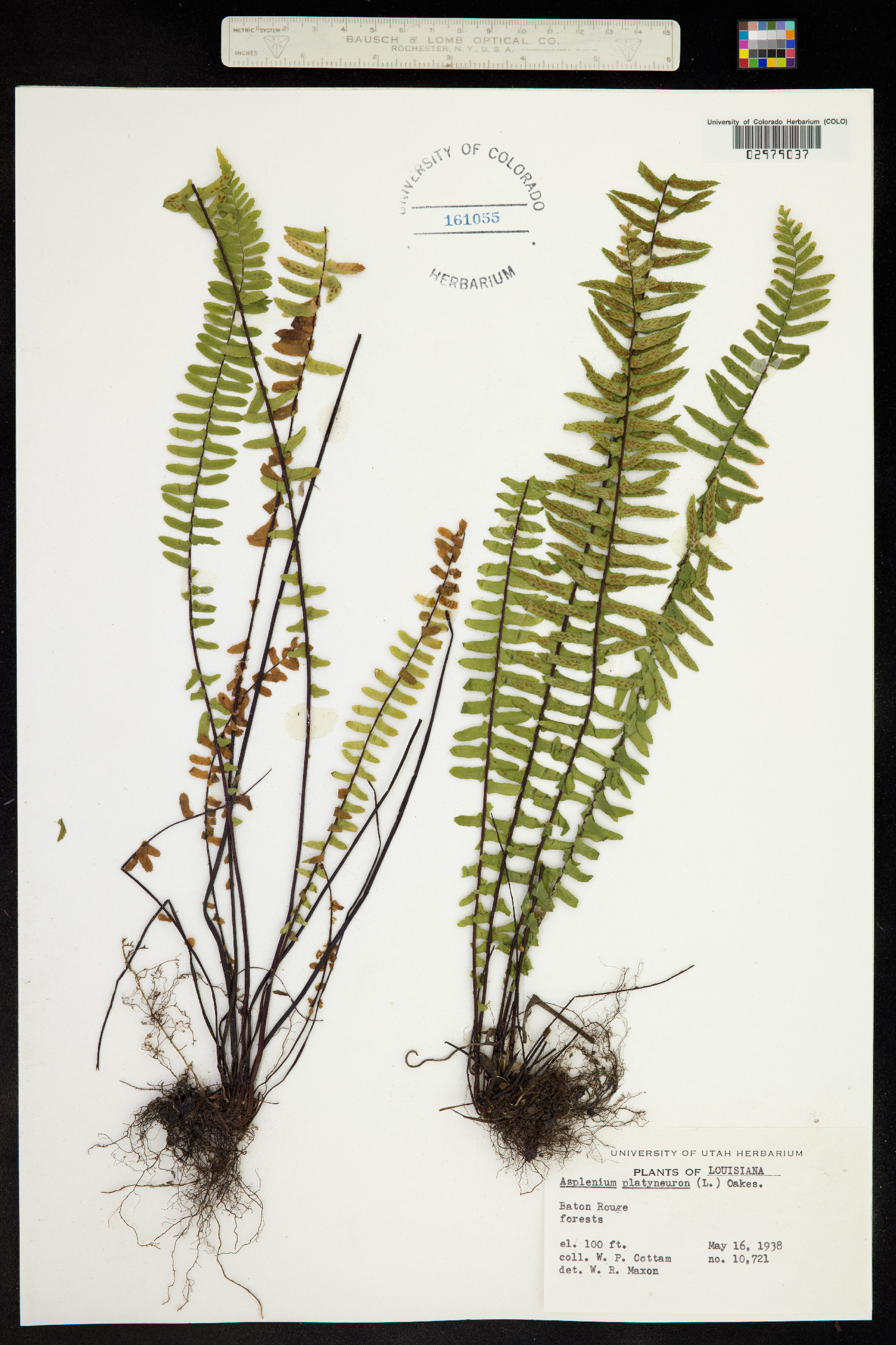 Asplenium platyneuron image