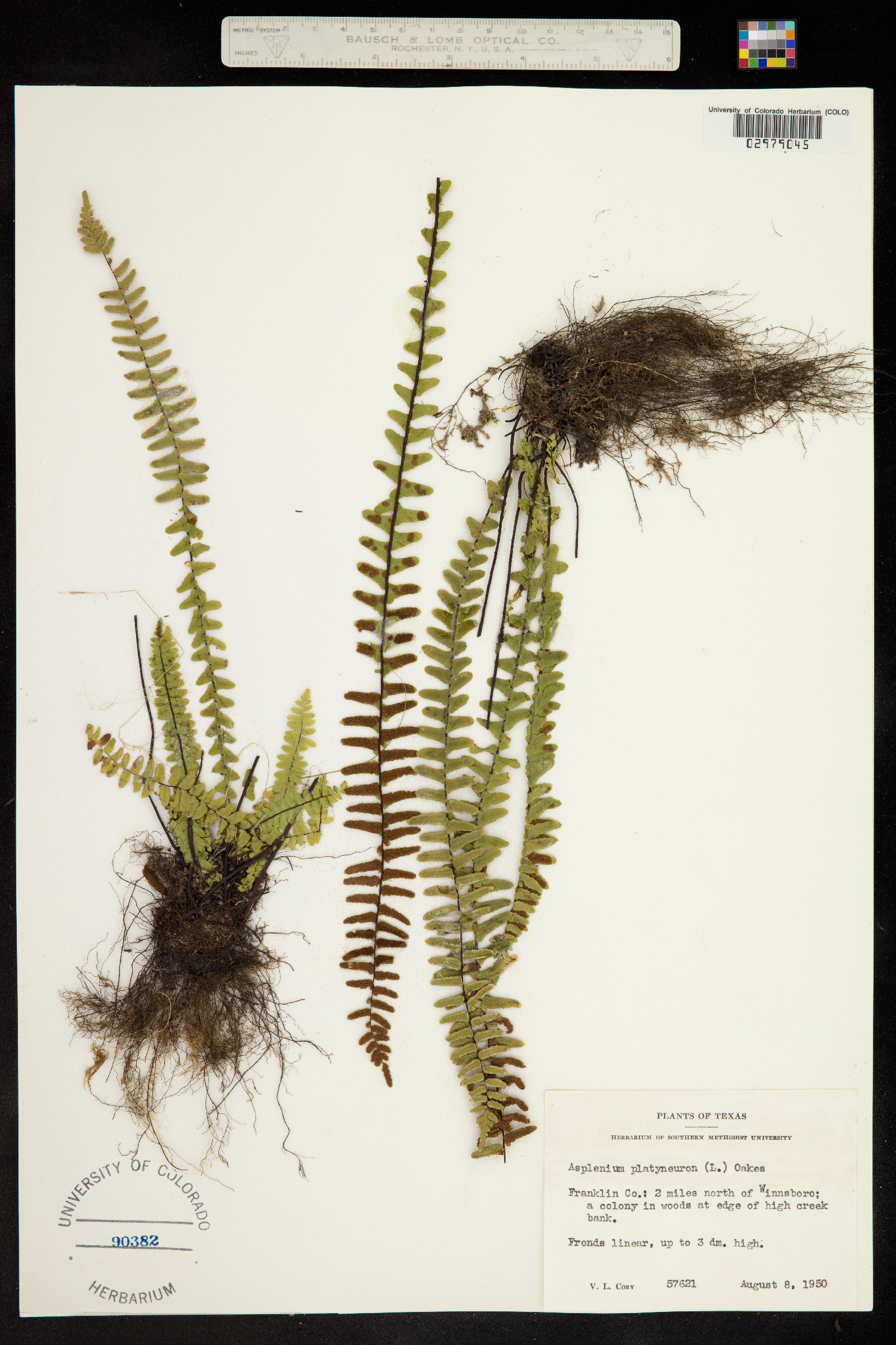 Asplenium platyneuron image