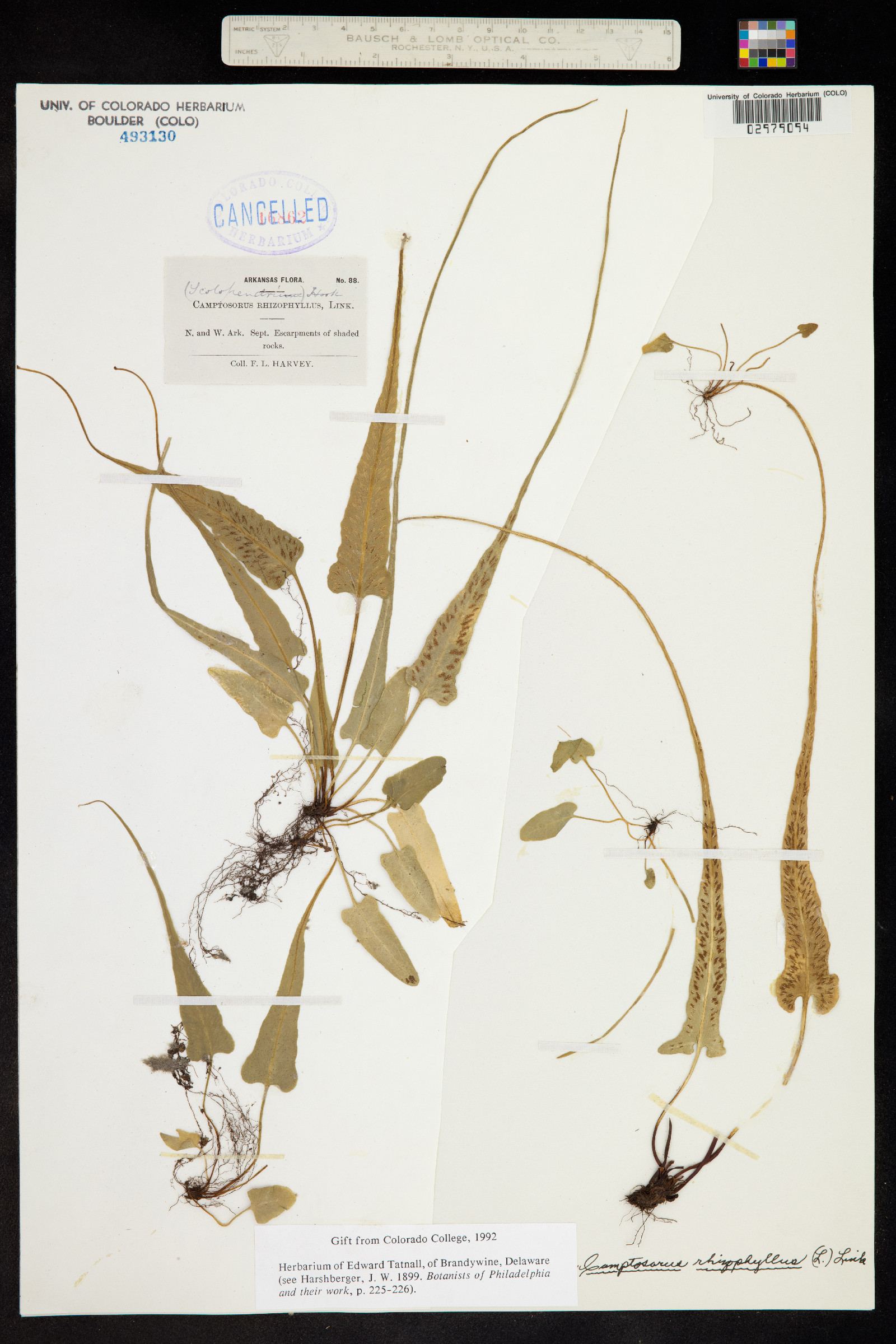 Asplenium rhizophyllum image