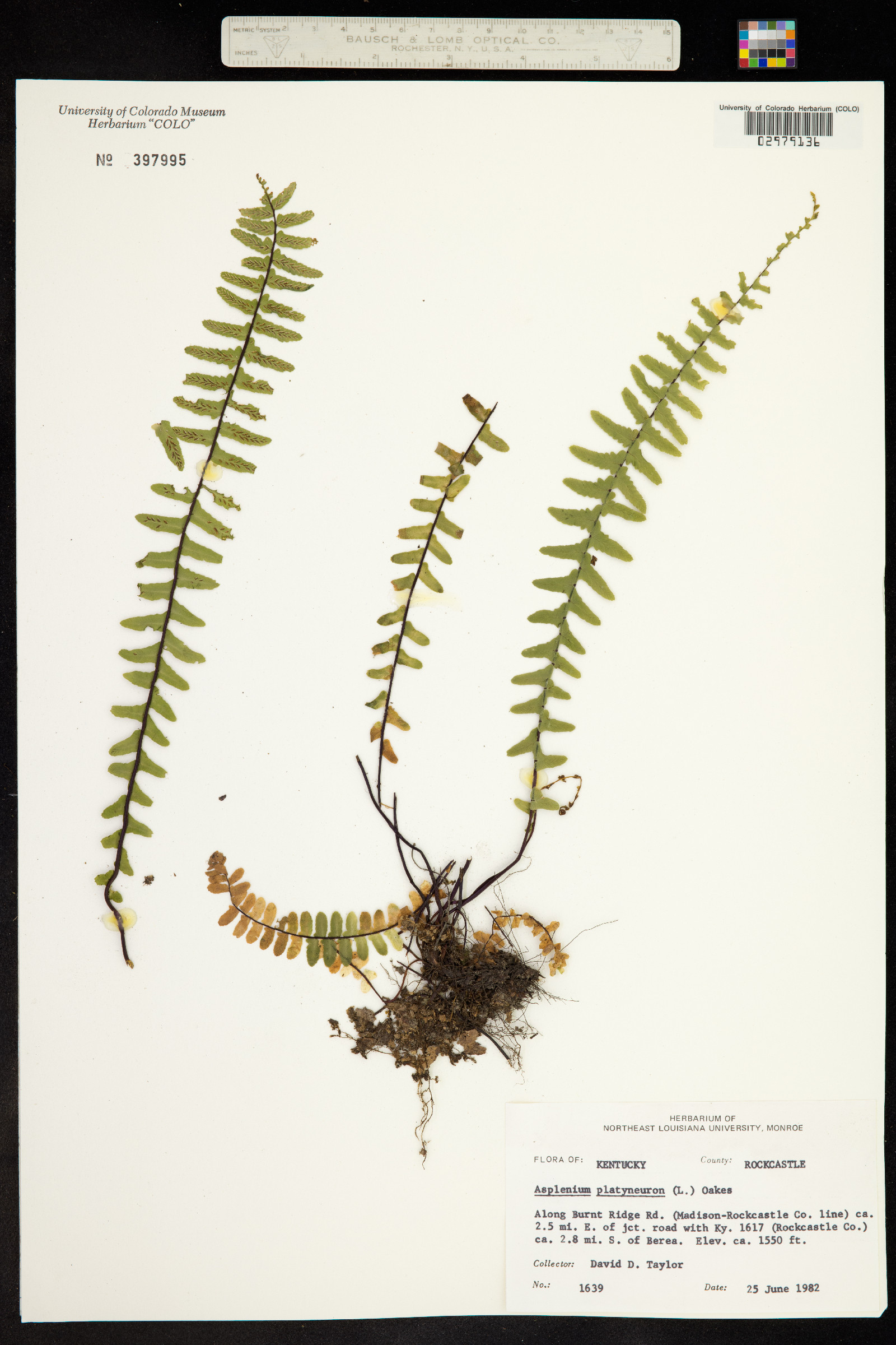 Asplenium image
