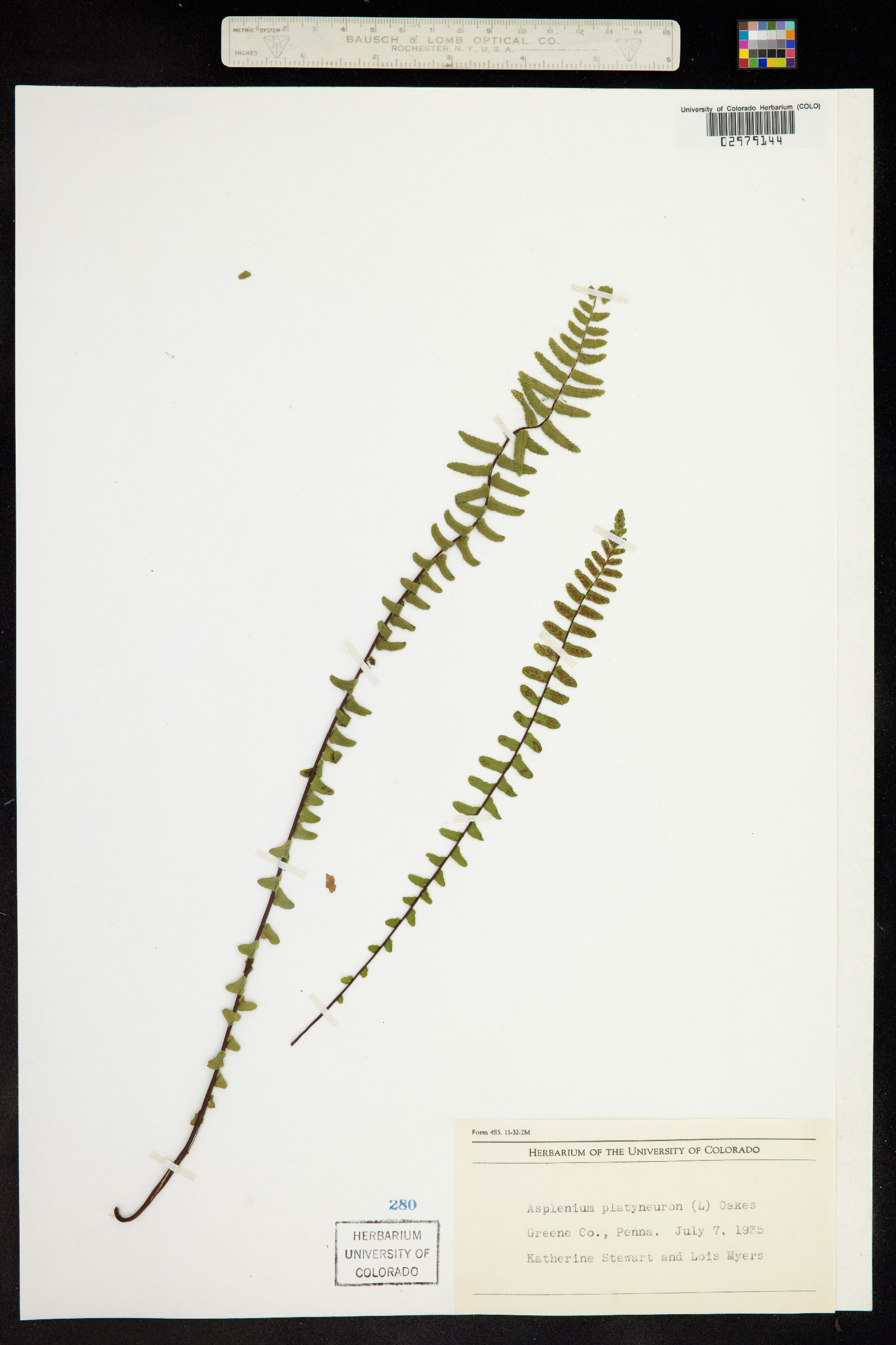 Asplenium platyneuron image