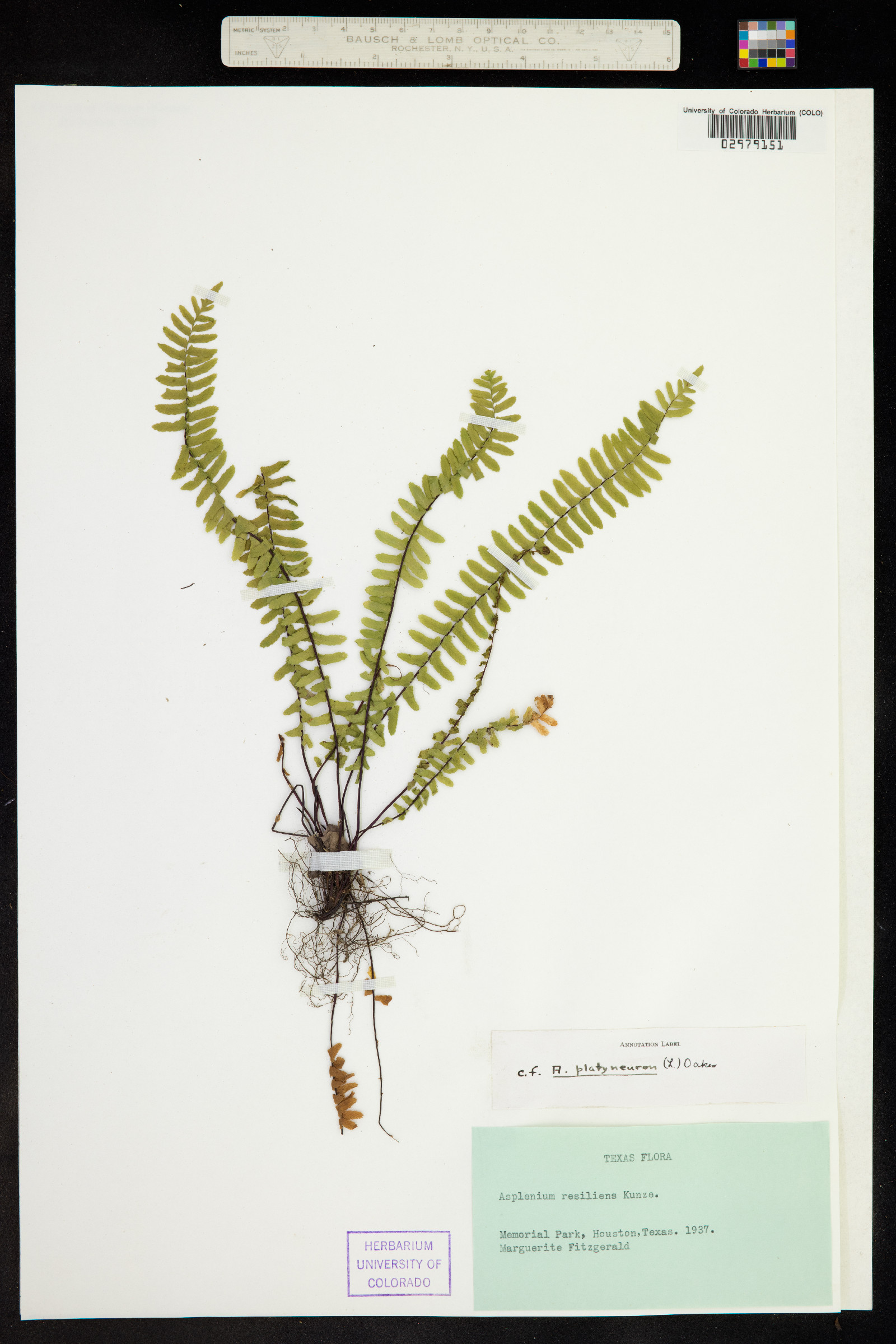 Asplenium platyneuron image