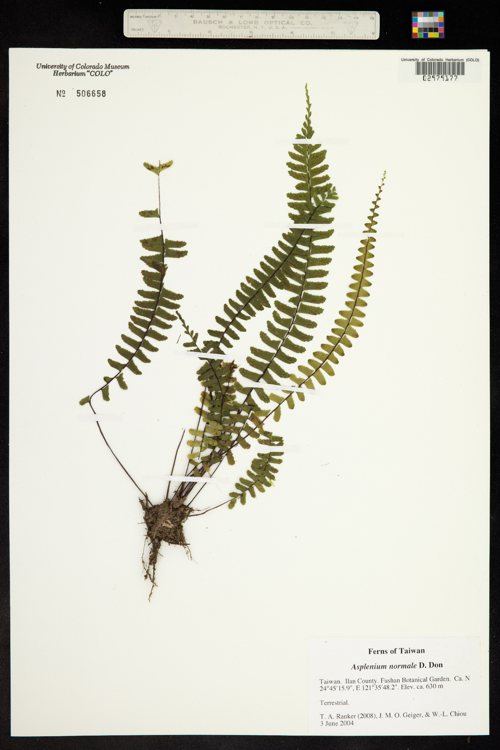 Asplenium normale image