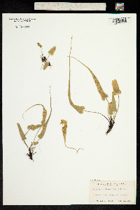 Image of Asplenium rhizophyllum