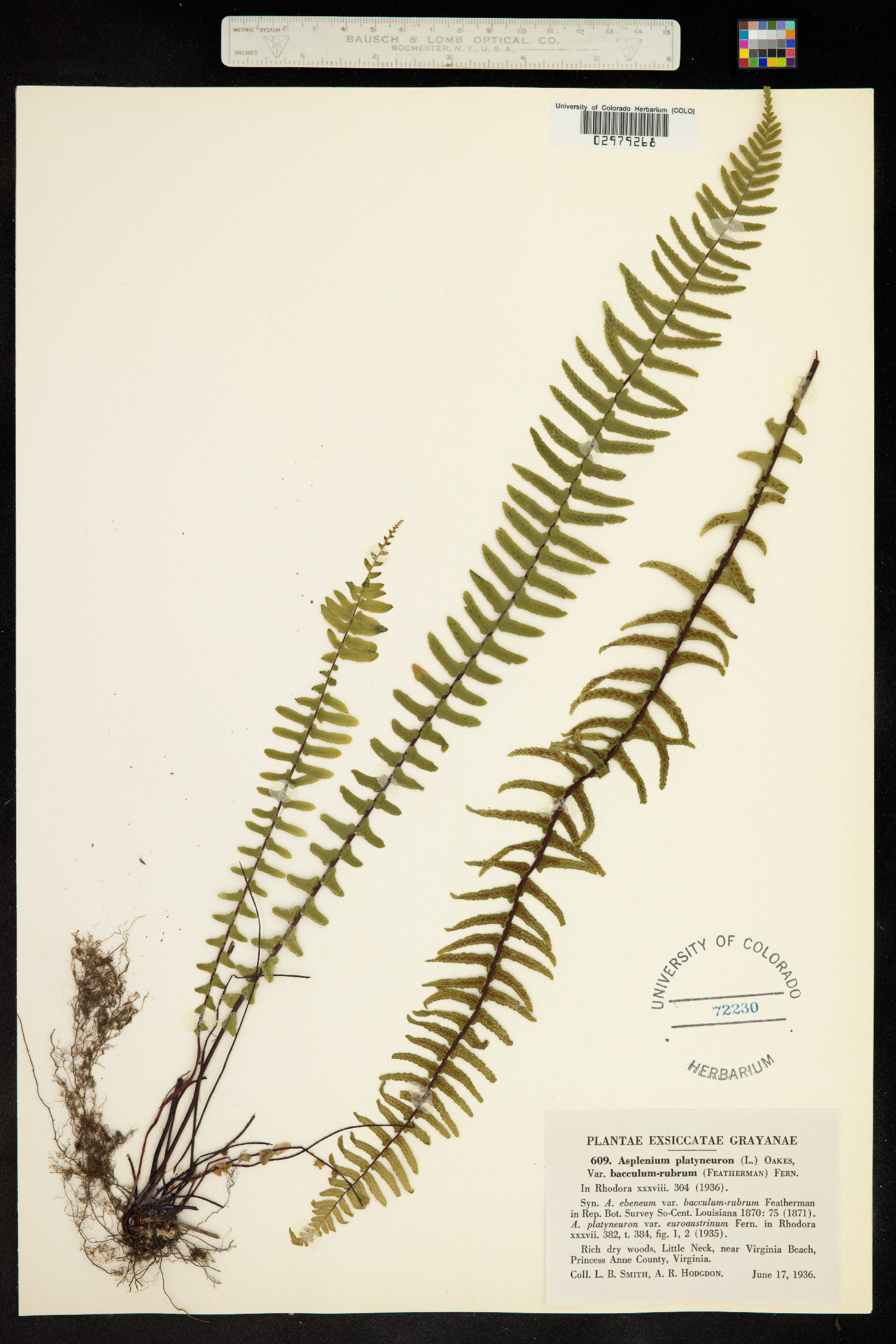 Asplenium platyneuron image