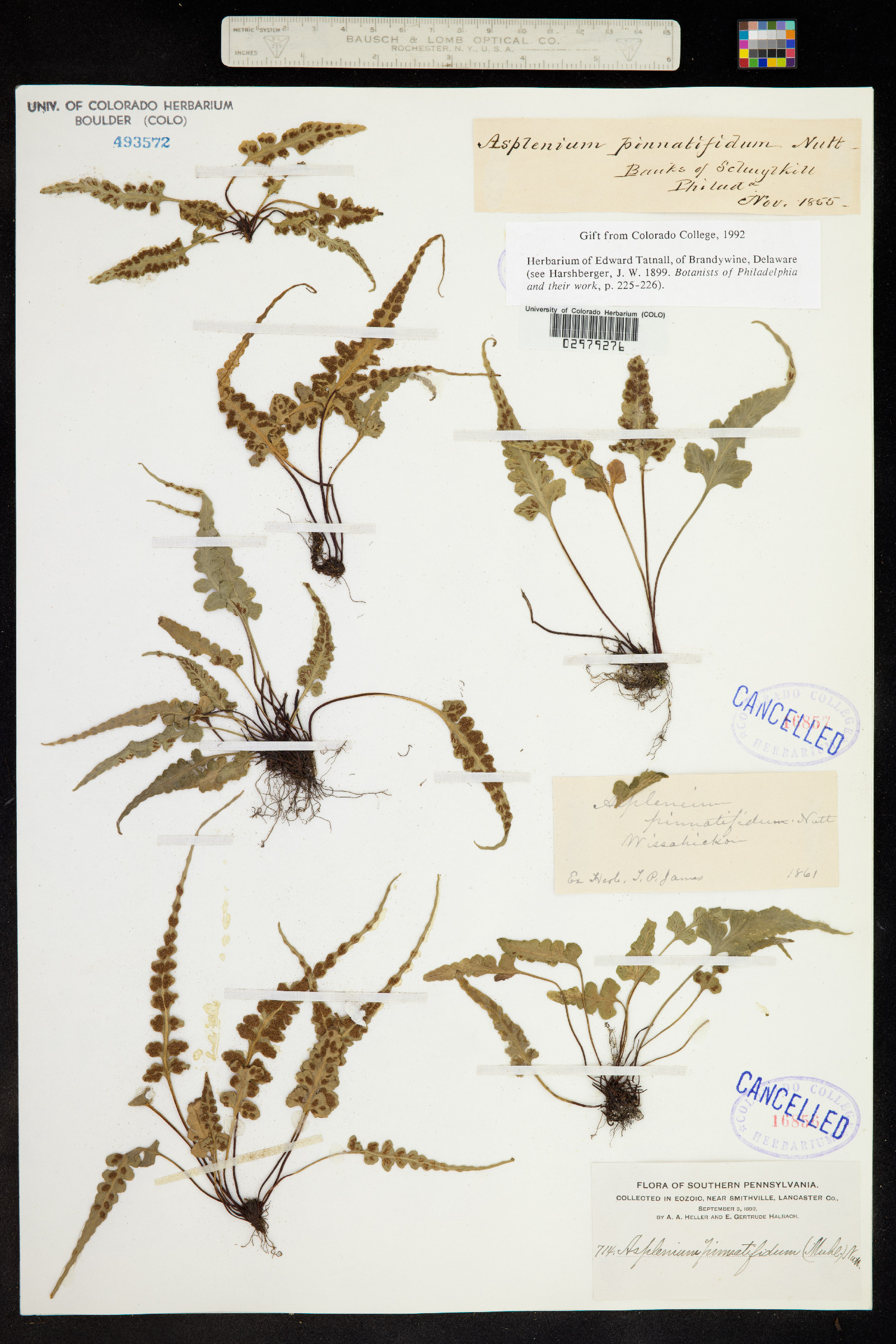 Asplenium pinnatifidum image