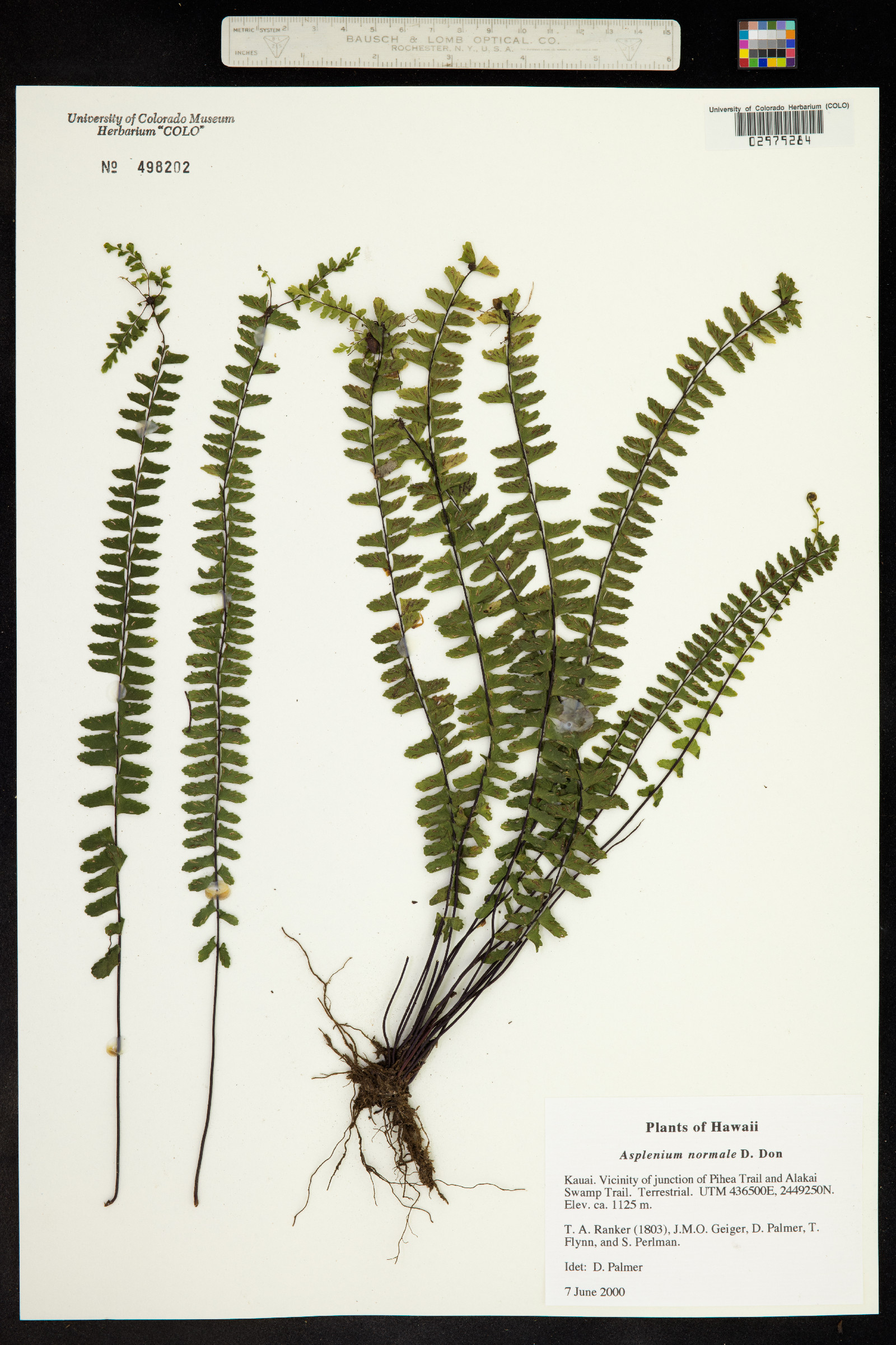 Asplenium normale image