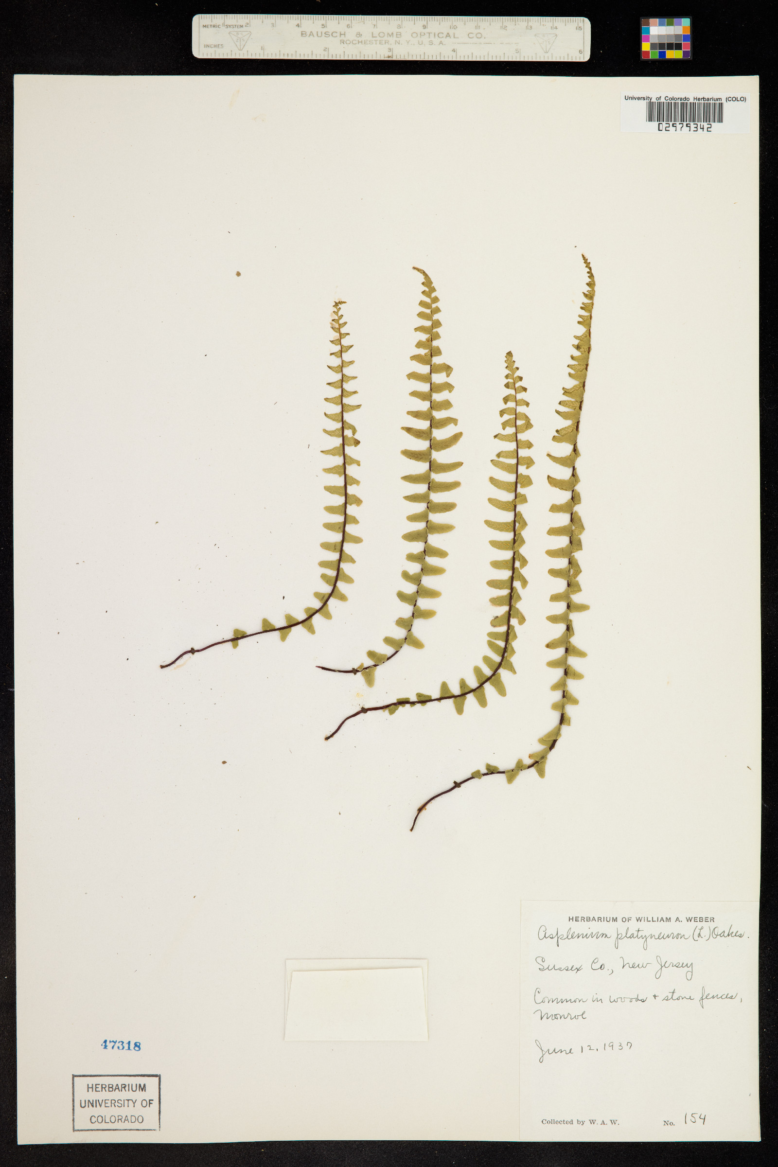 Asplenium platyneuron image