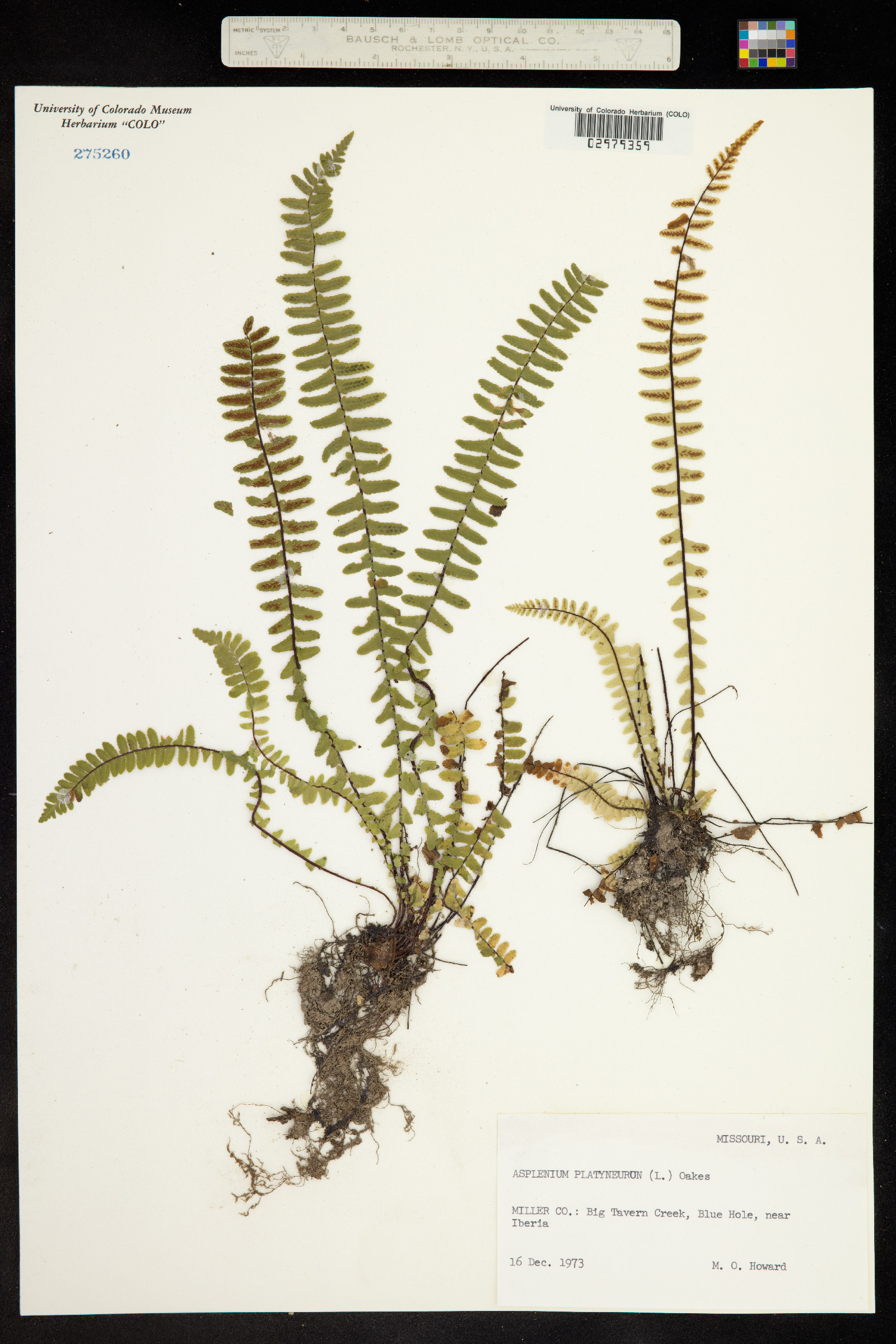 Asplenium image