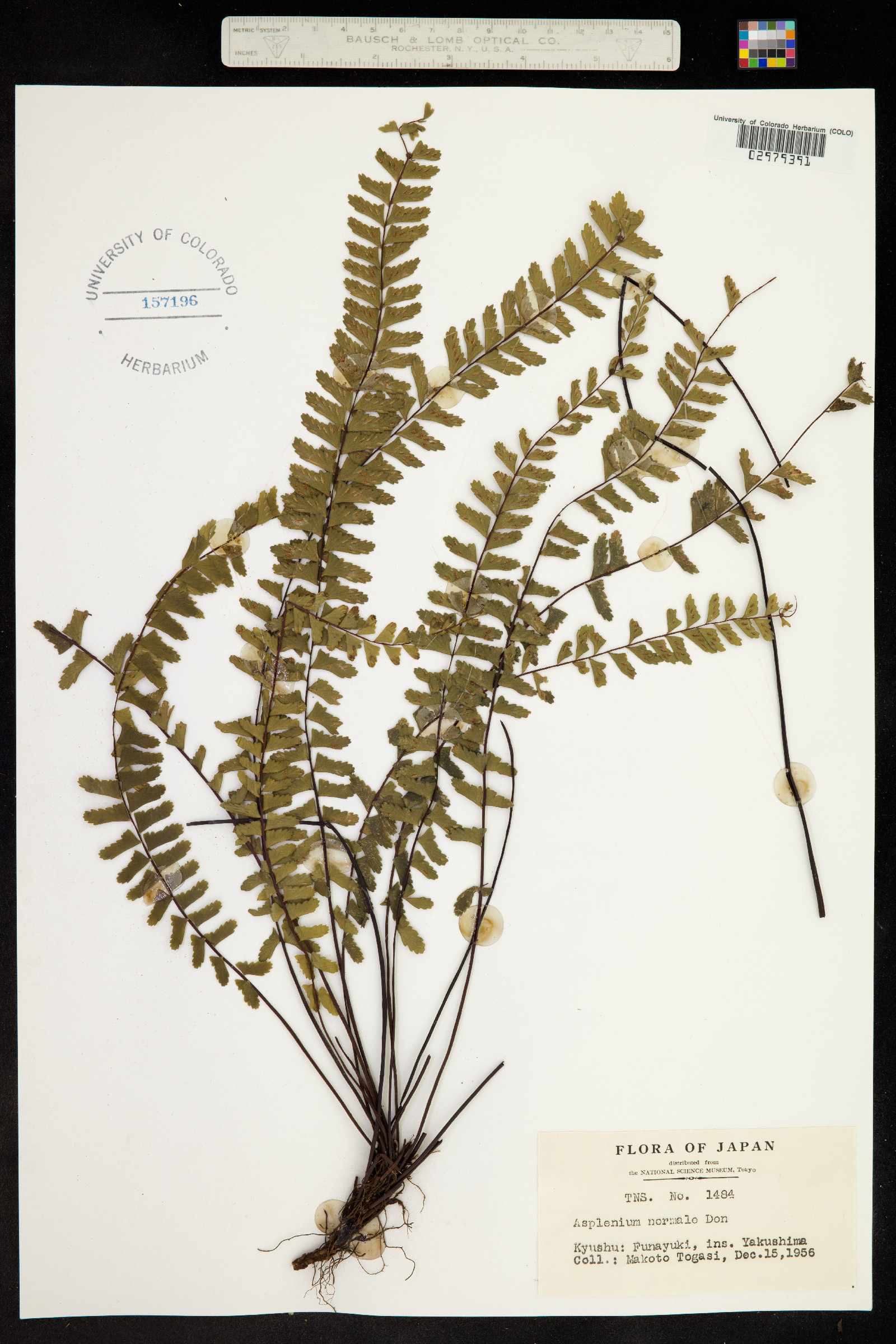 Asplenium normale image