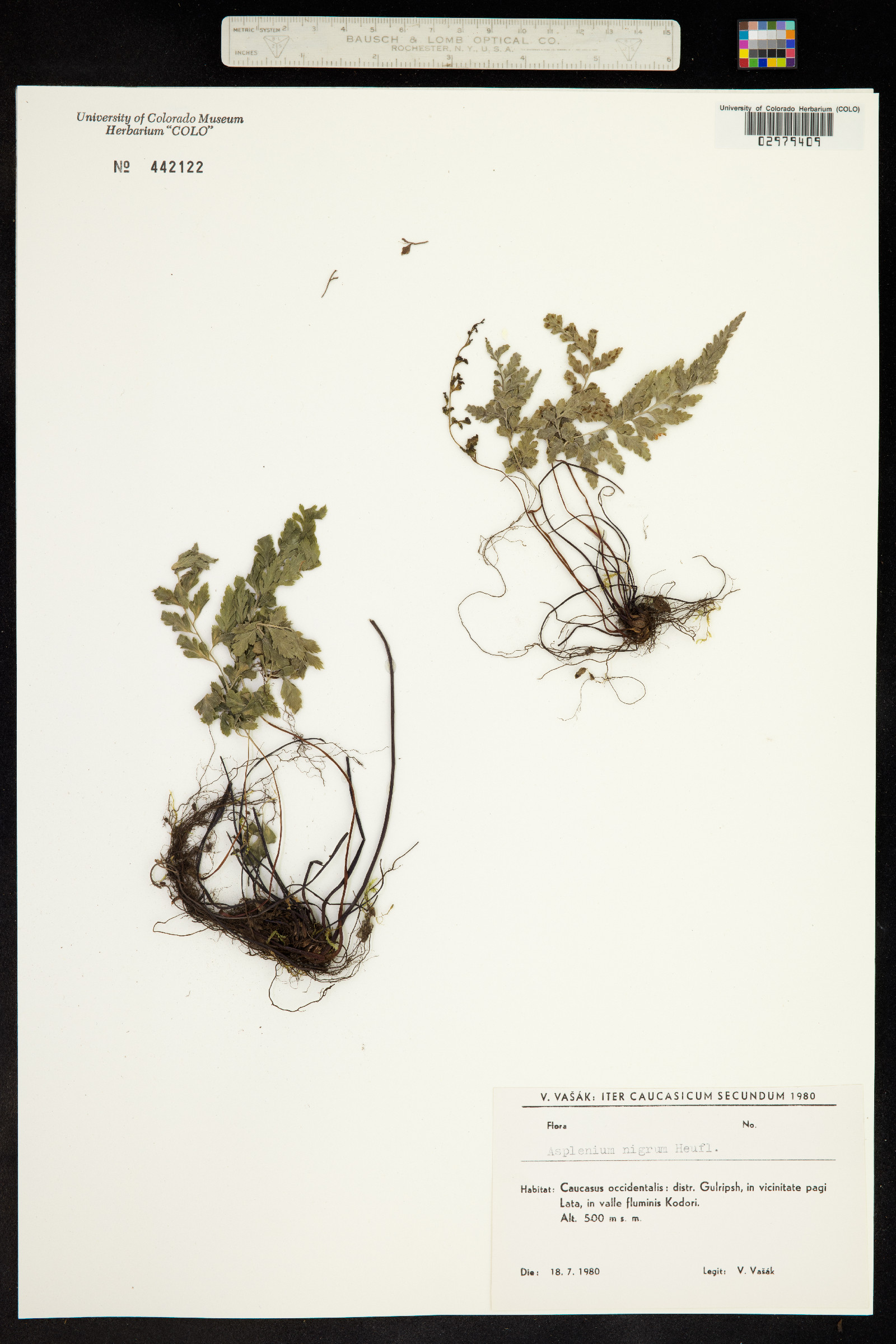 Asplenium adiantum-nigrum subsp. adiantum-nigrum image