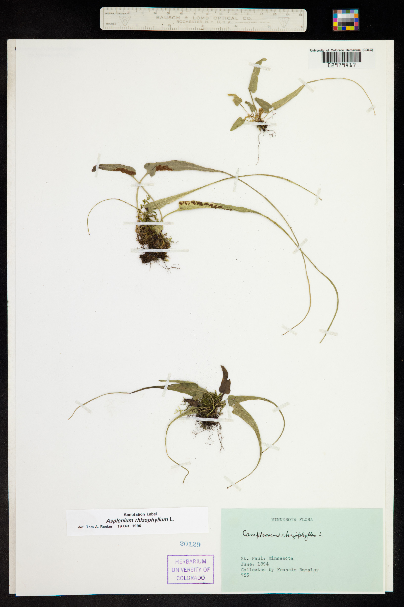 Asplenium rhizophyllum image