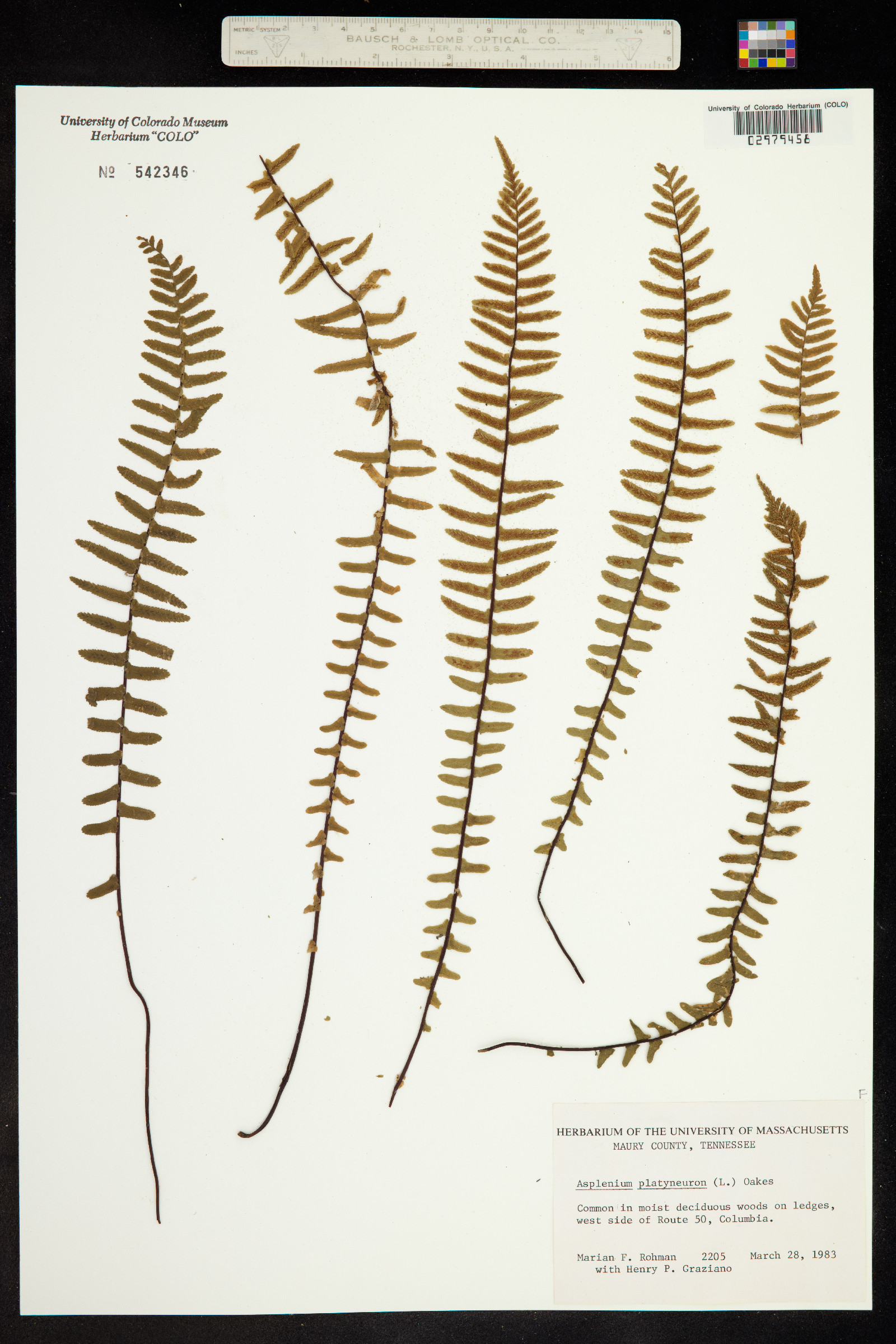 Asplenium platyneuron image