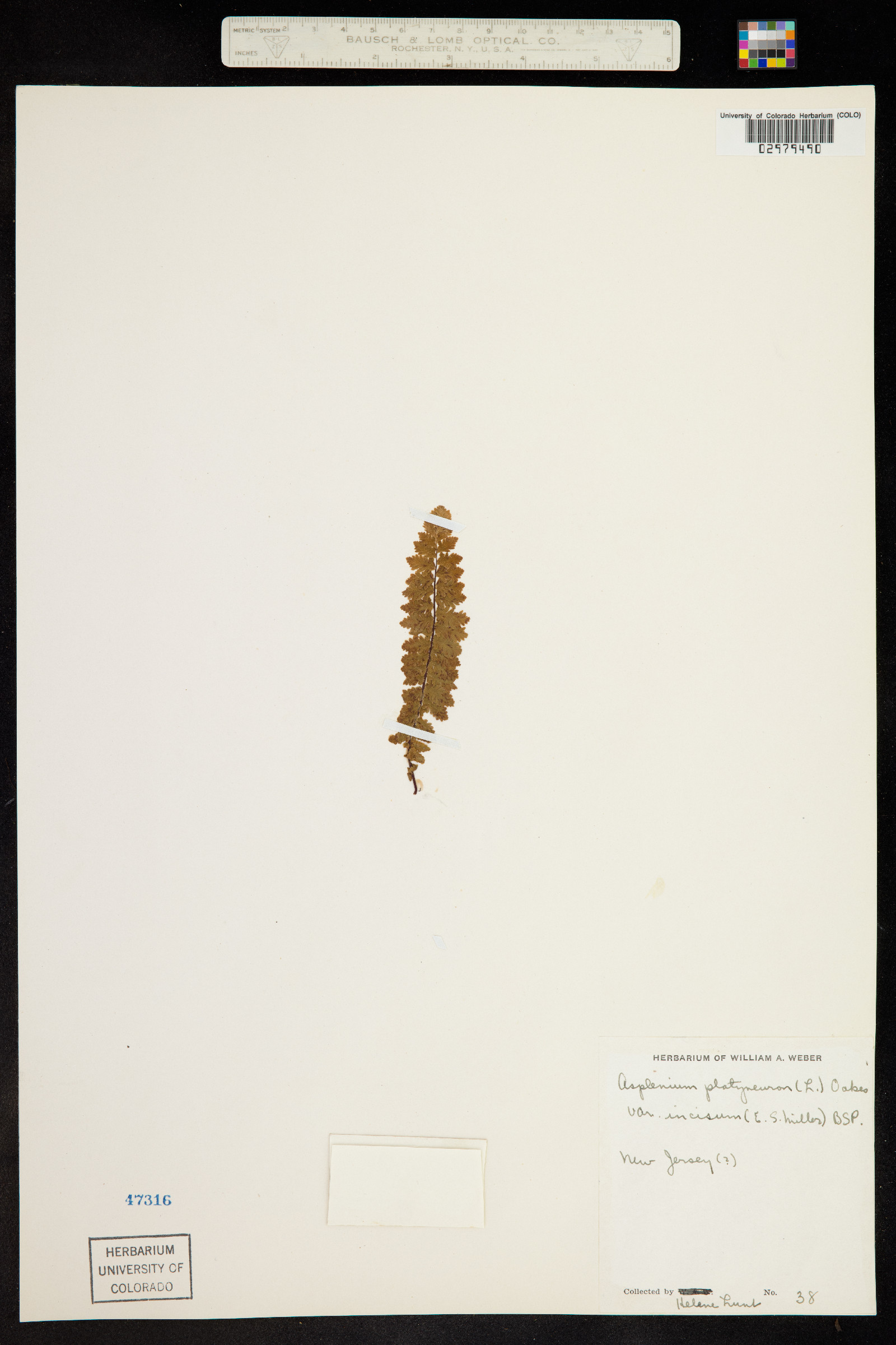 Asplenium platyneuron image