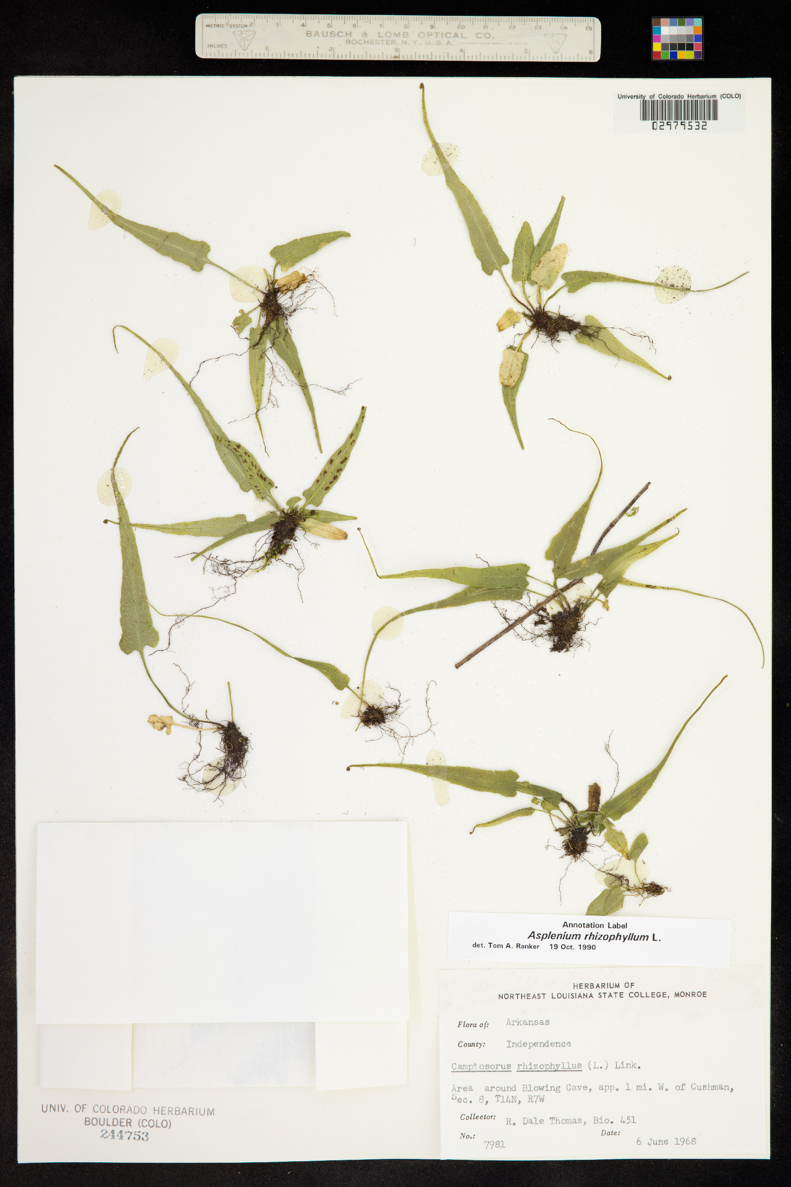 Asplenium rhizophyllum image