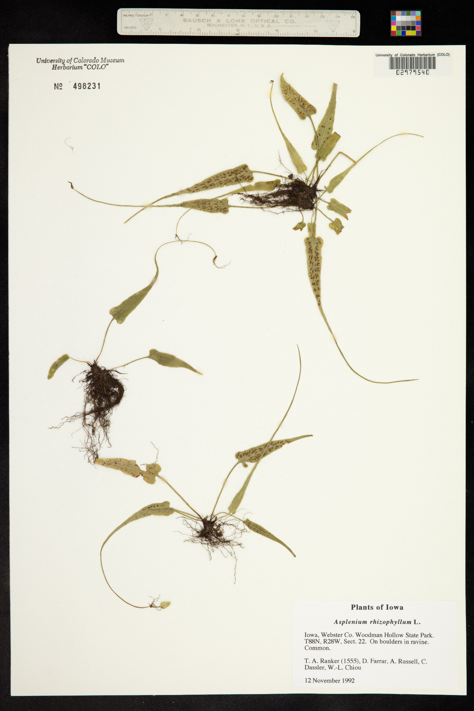 Asplenium rhizophyllum image