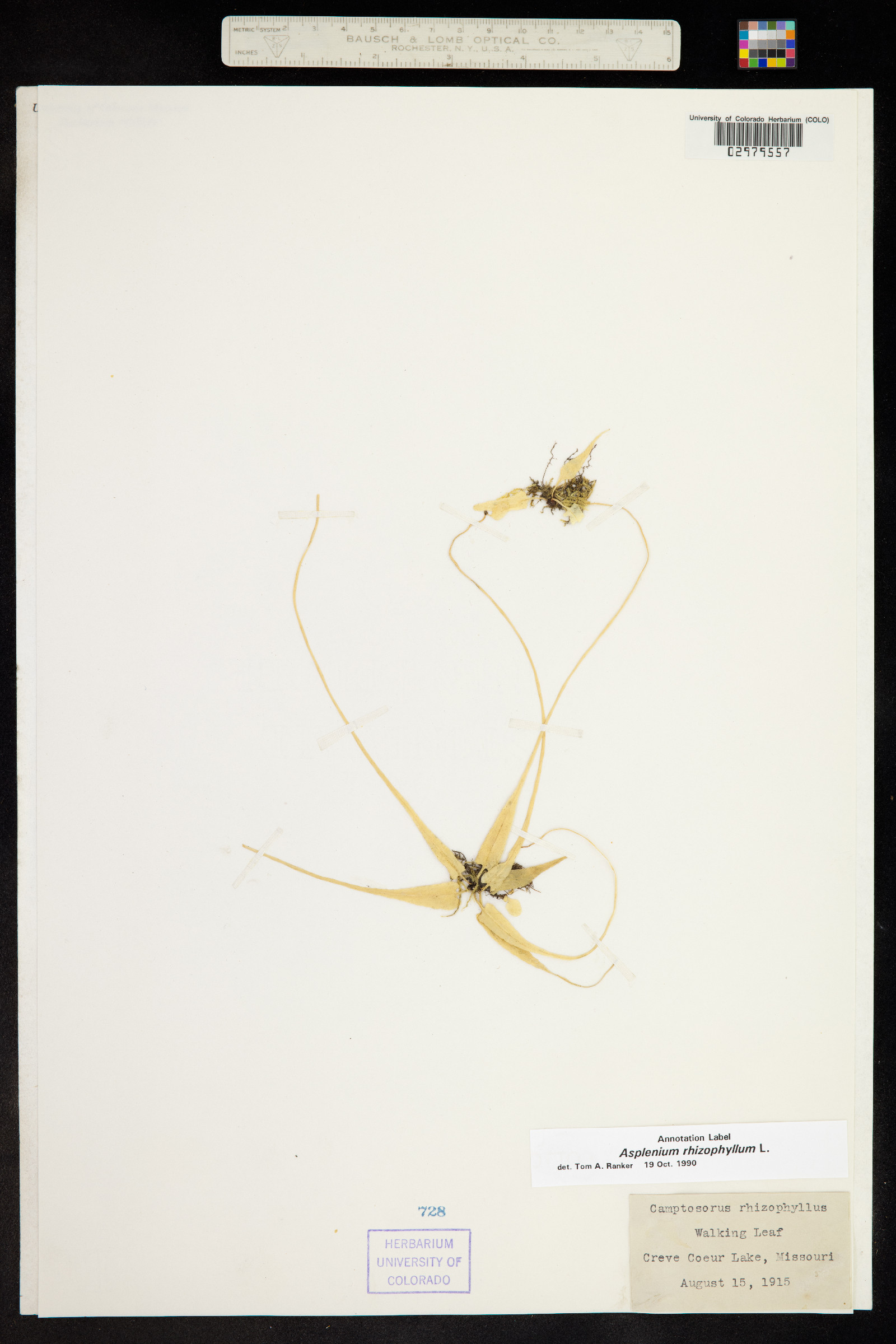 Asplenium rhizophyllum image