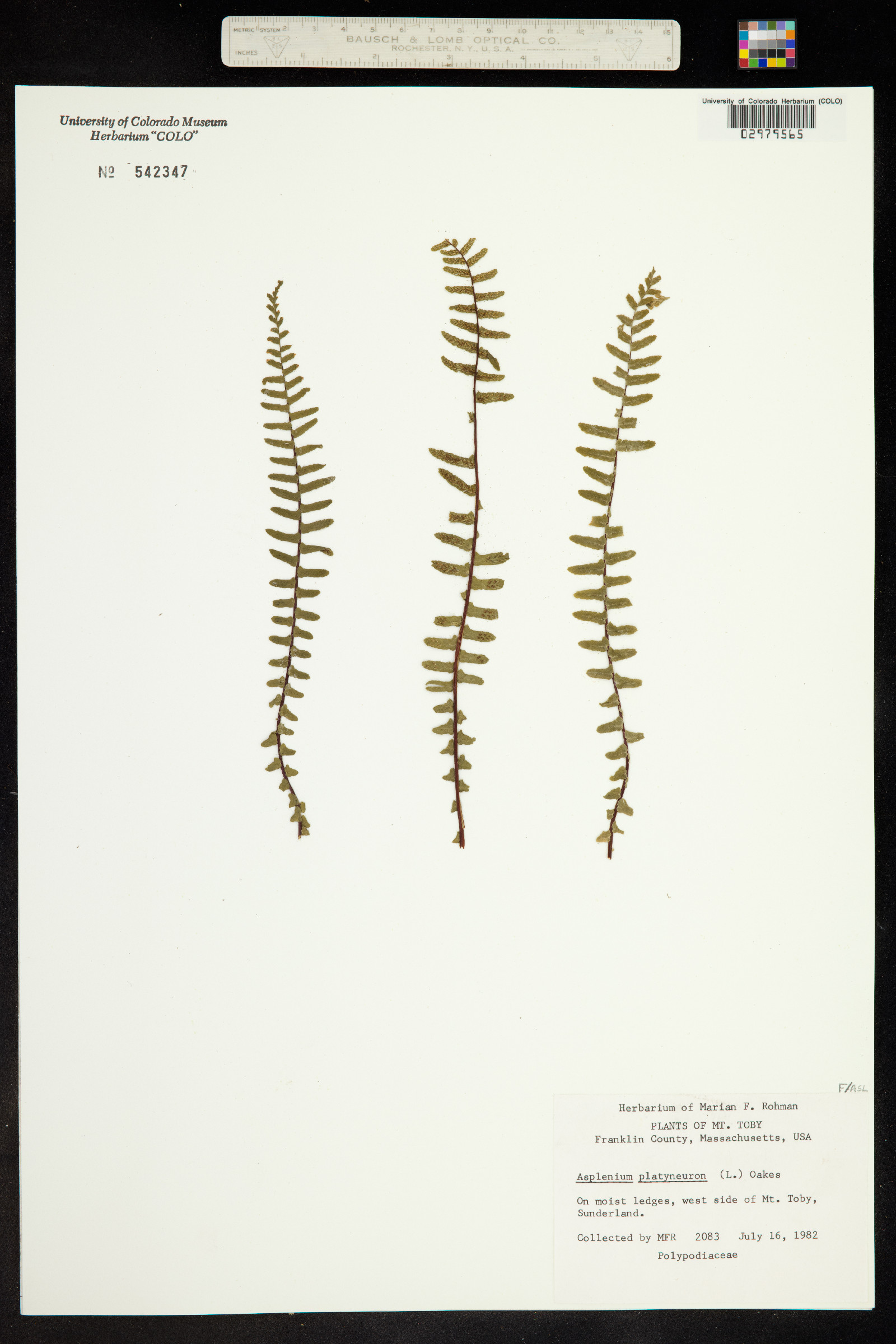 Asplenium platyneuron image