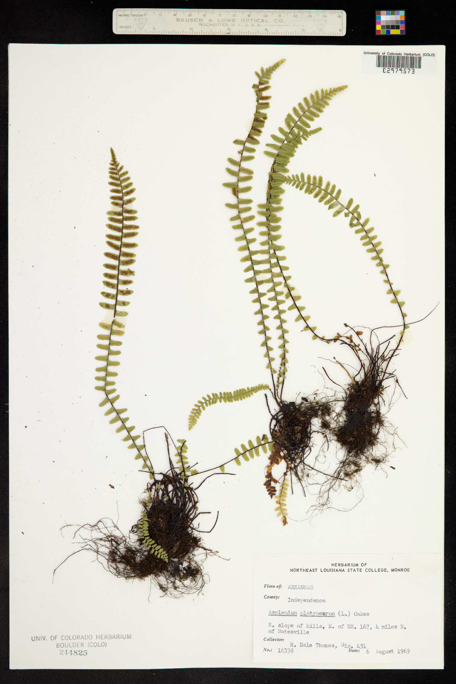Asplenium platyneuron image