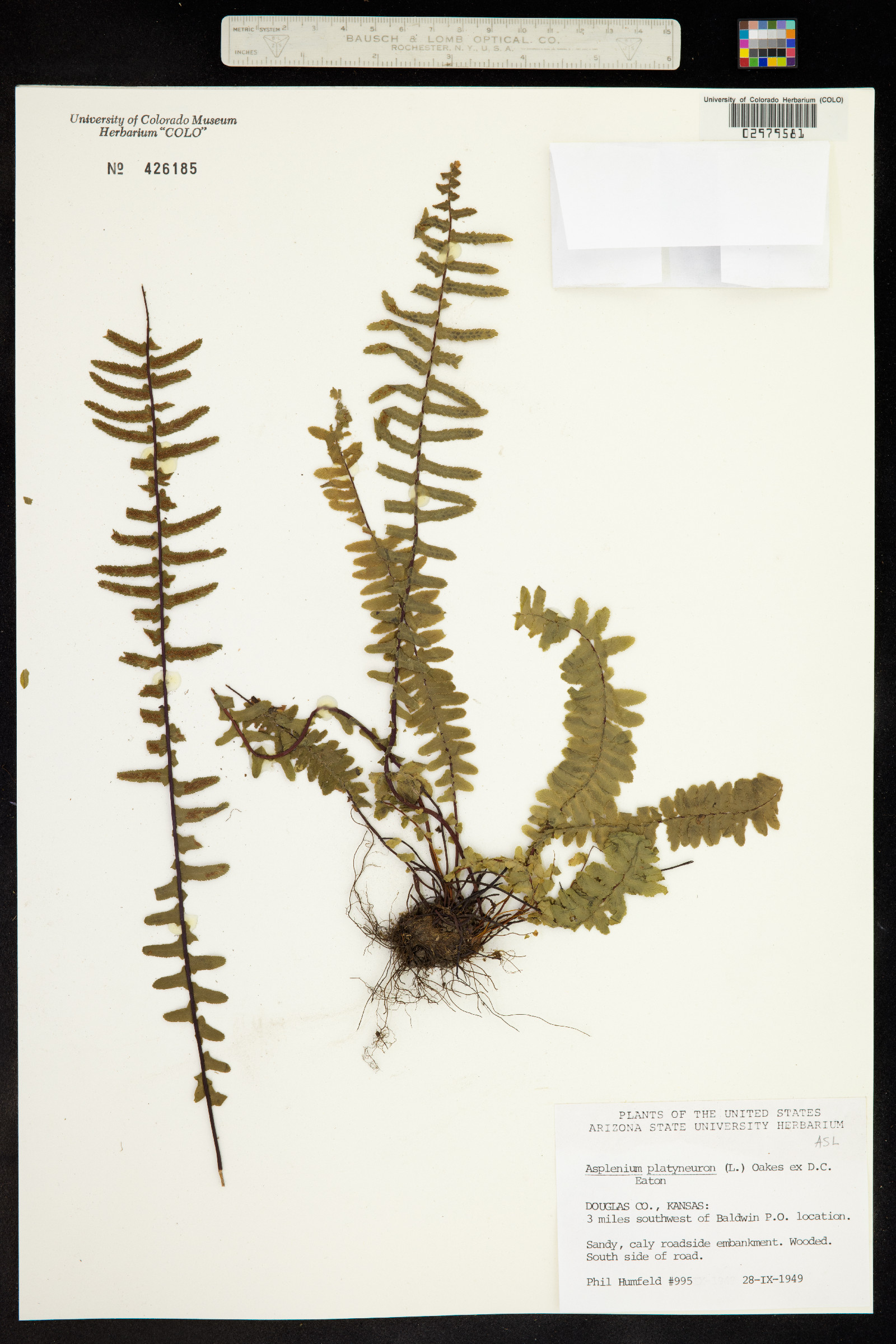 Asplenium platyneuron image