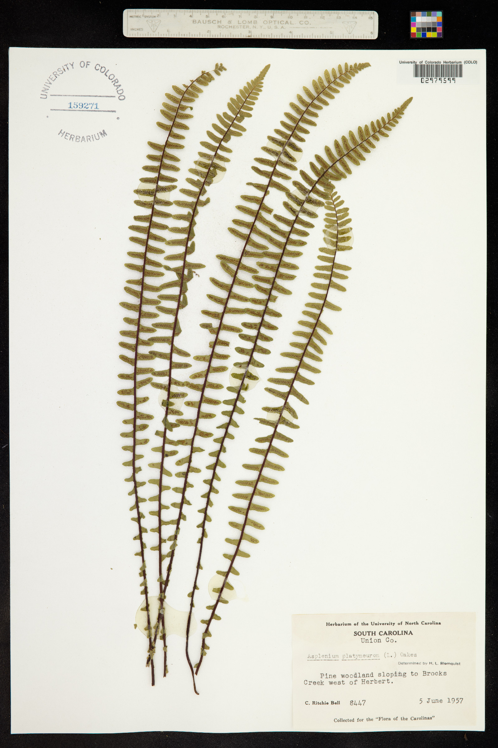 Asplenium platyneuron image