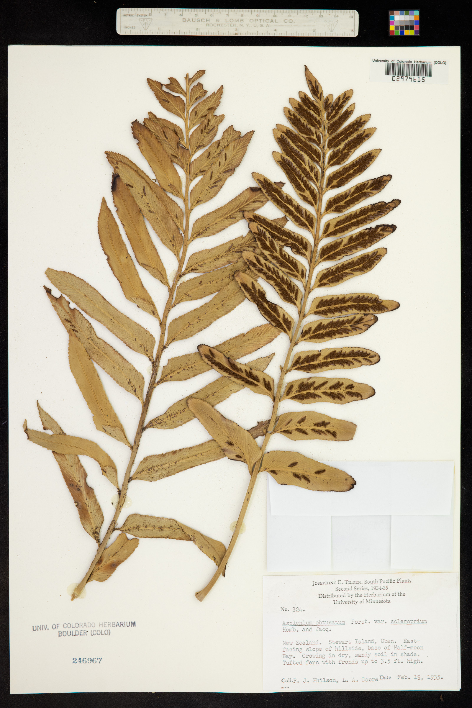 Asplenium obtusifolium image