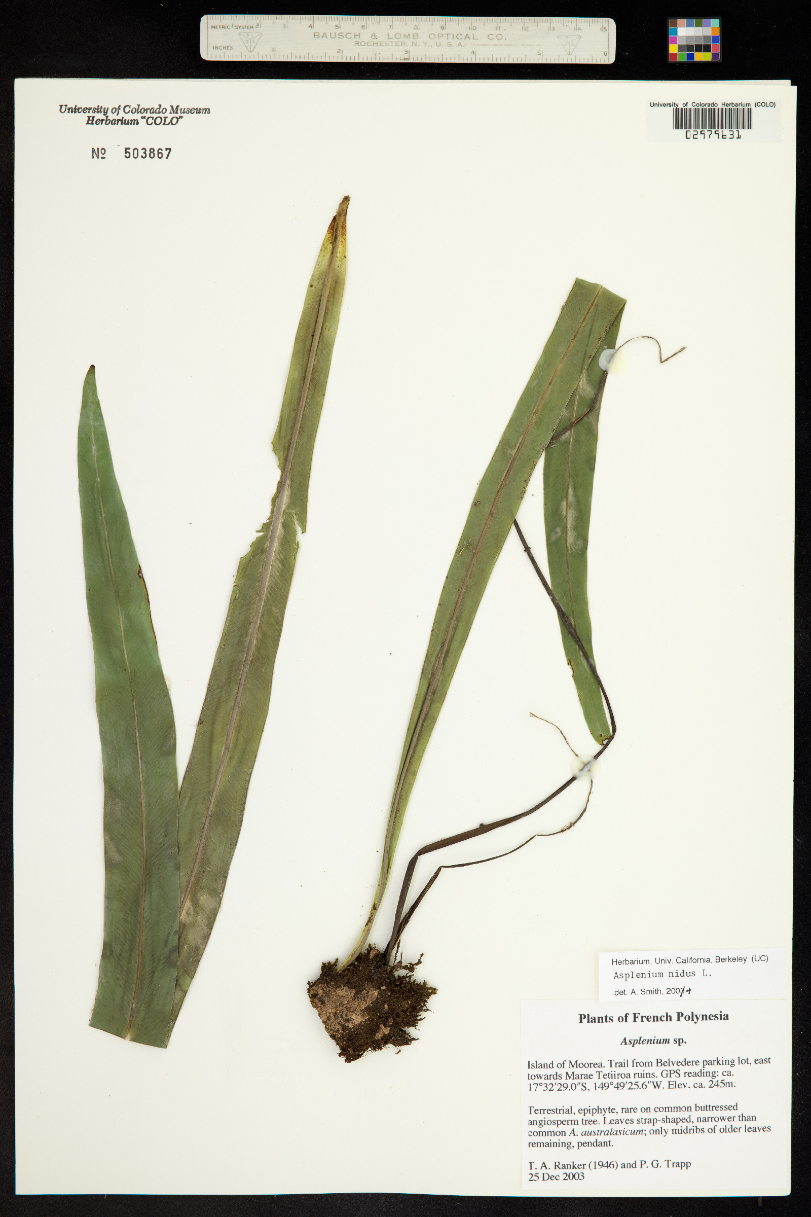 Asplenium nidus image