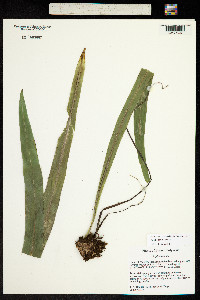 Image of Asplenium nidus