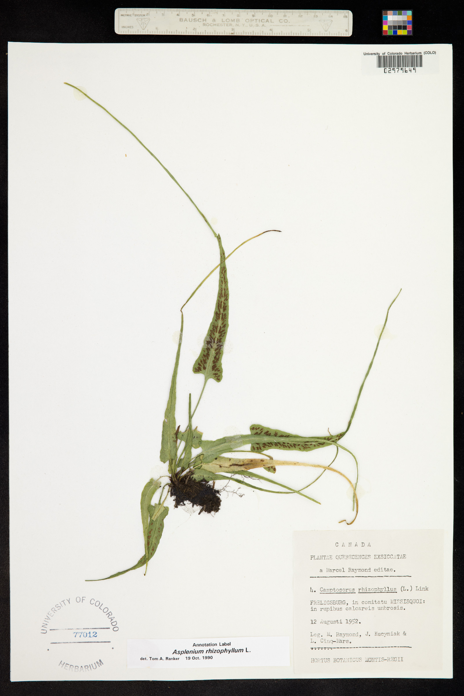 Asplenium rhizophyllum image