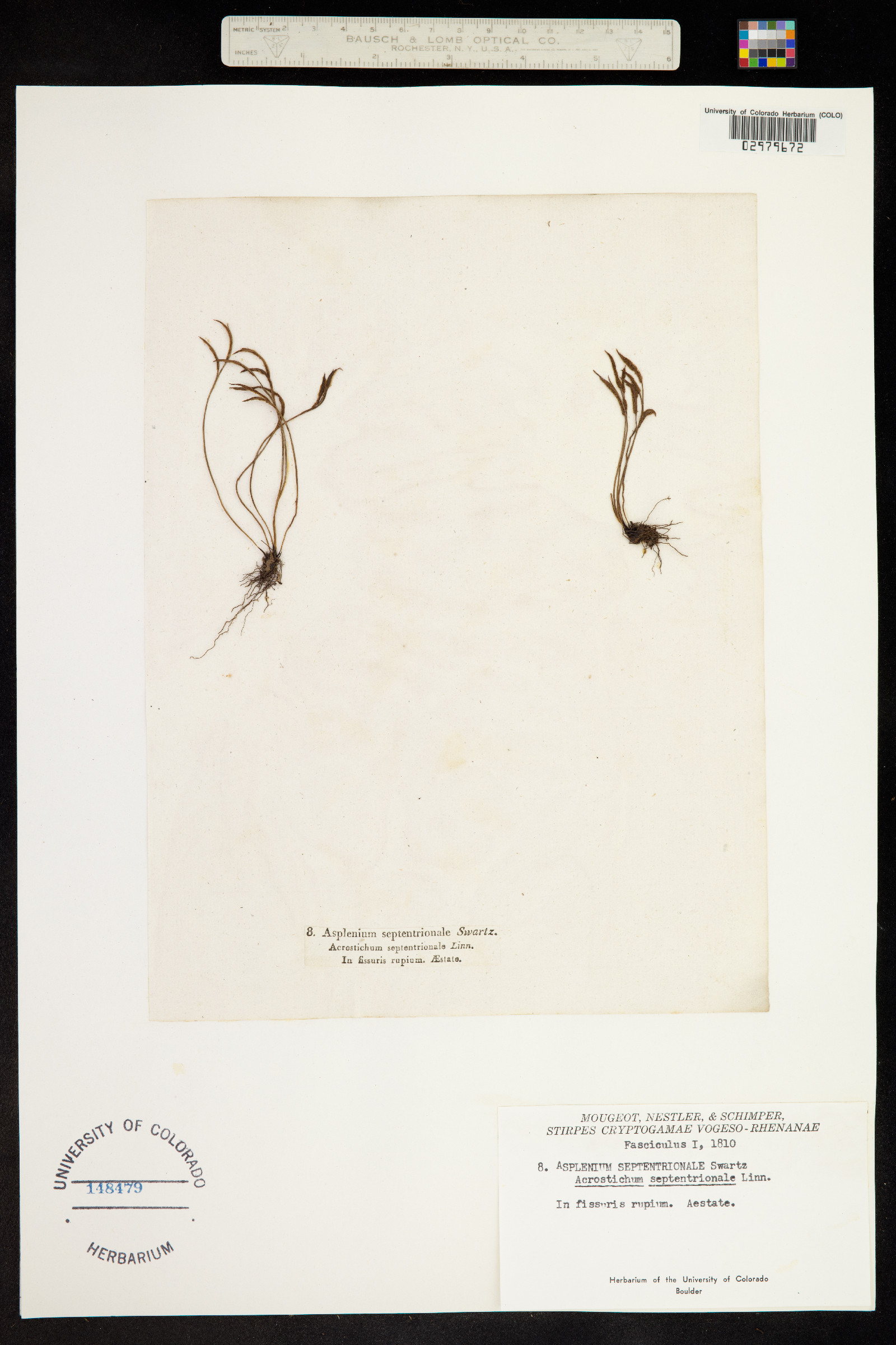 Asplenium septentrionale image