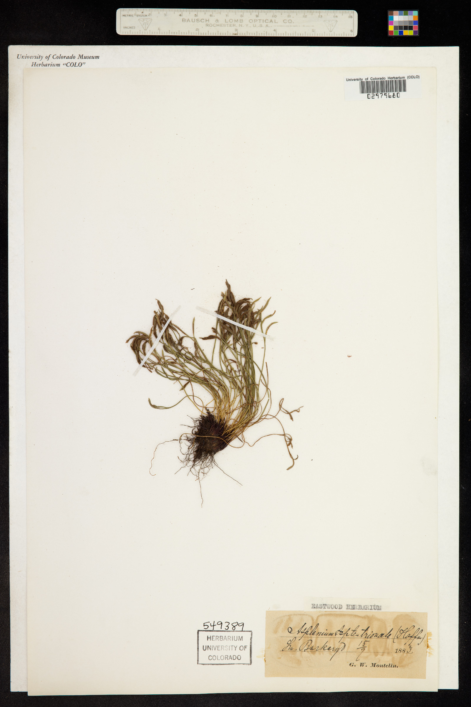 Asplenium septentrionale image