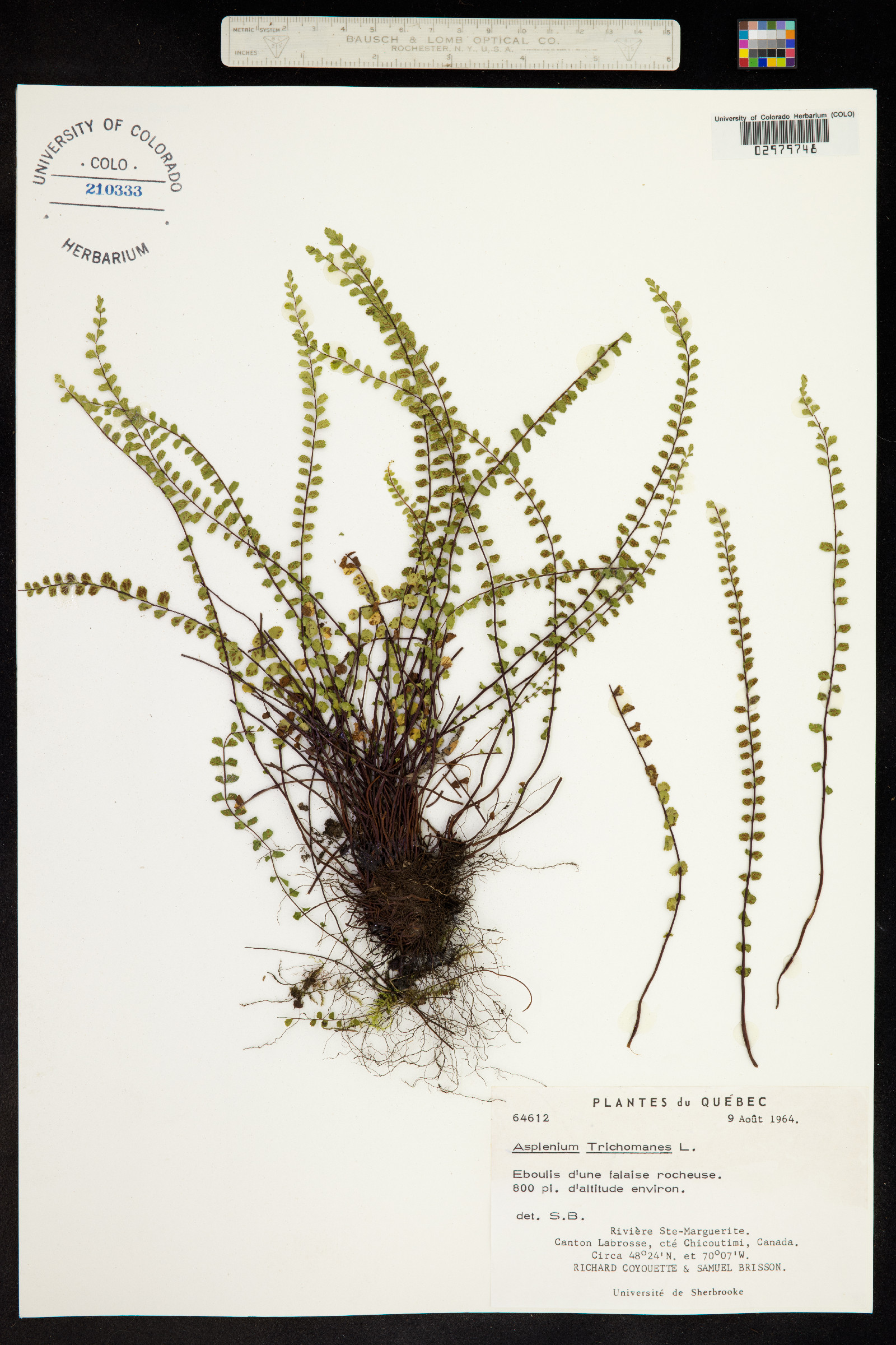 Asplenium trichomanes image