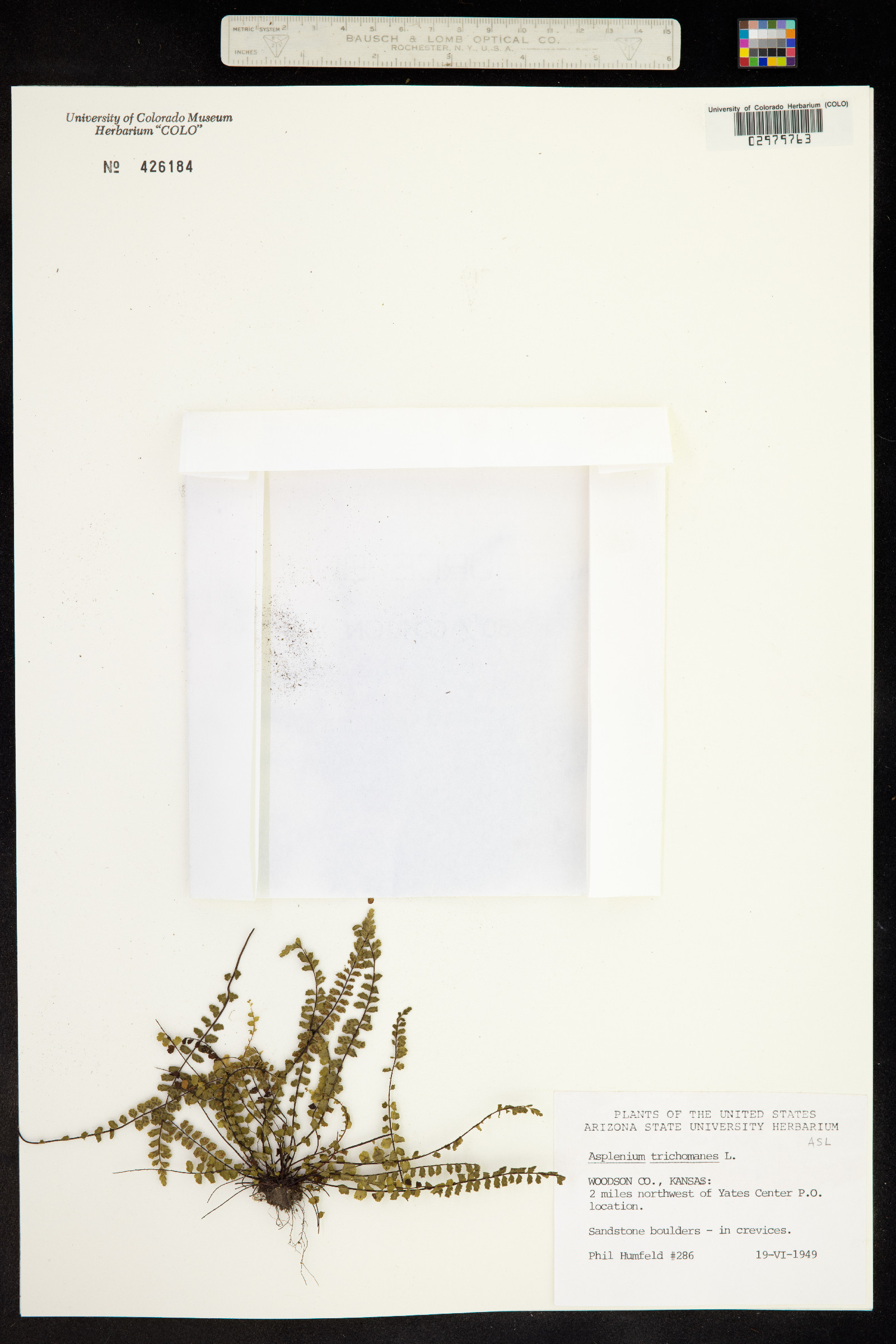 Asplenium trichomanes image