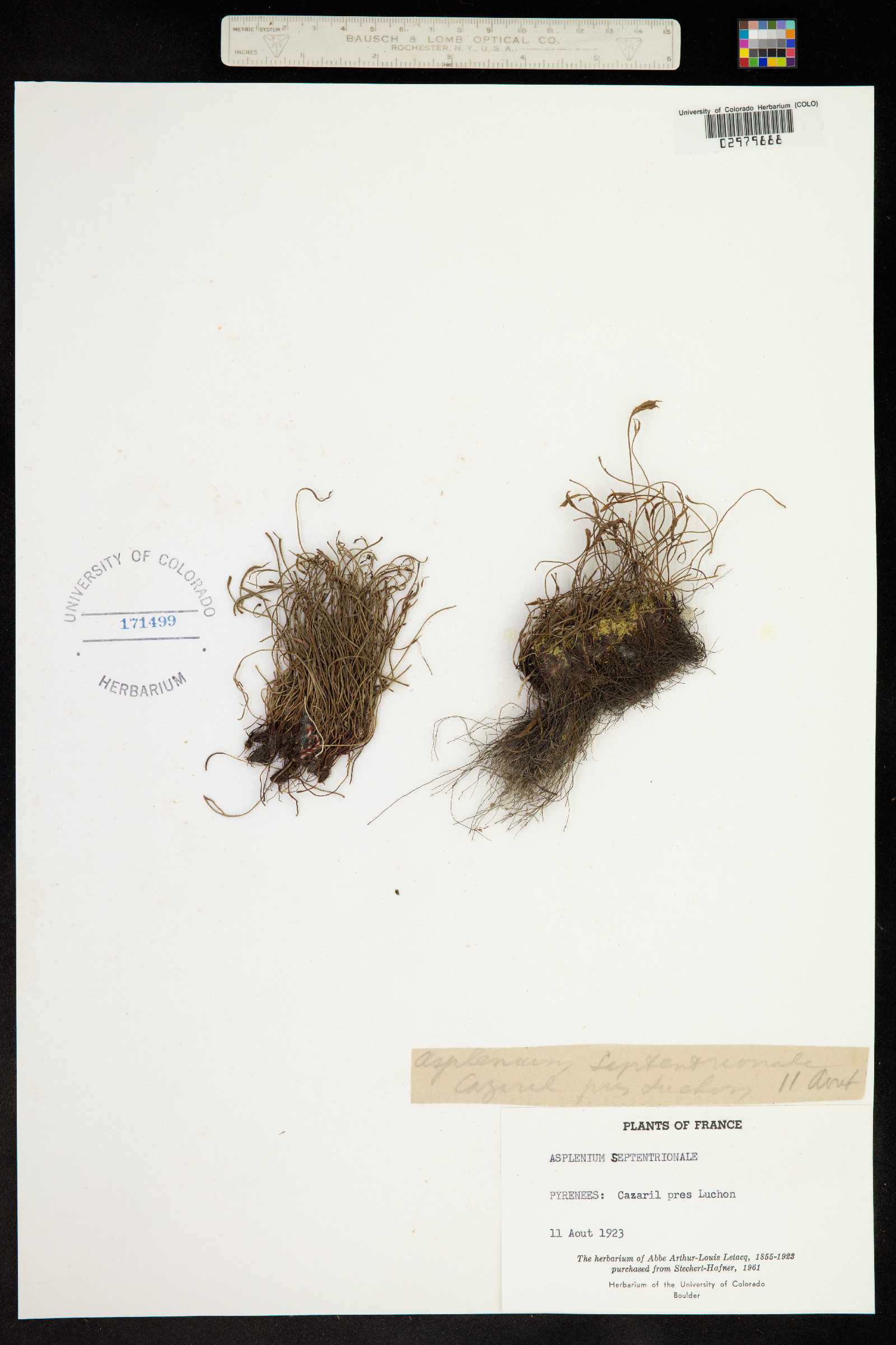 Asplenium septentrionale image