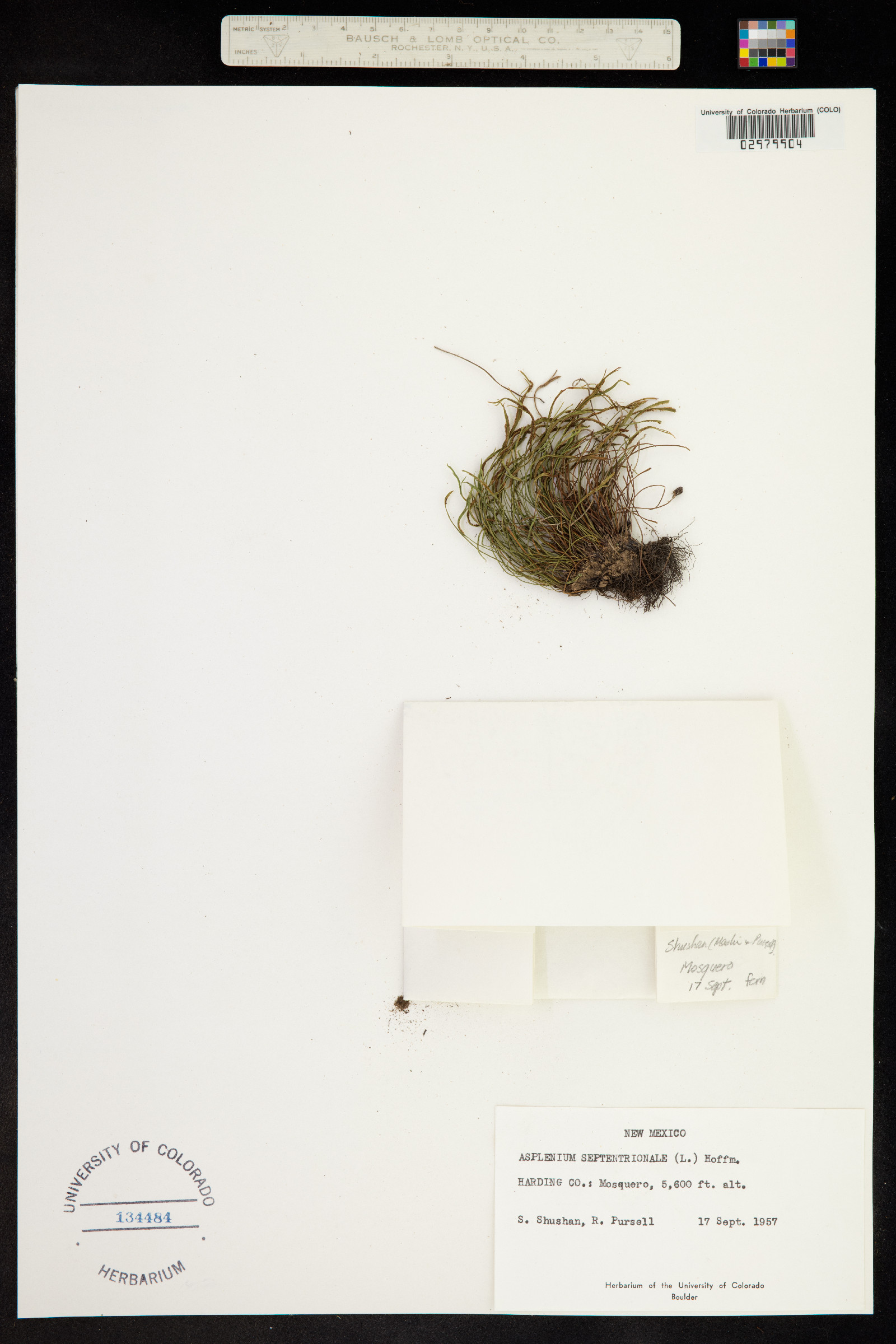 Asplenium image