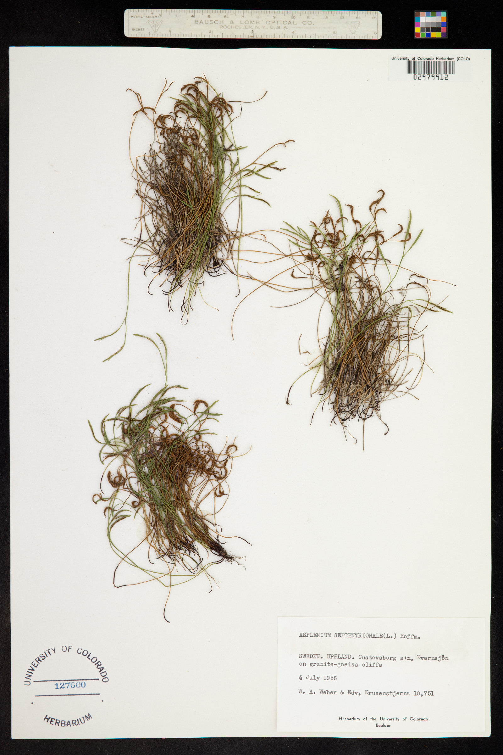 Asplenium septentrionale image