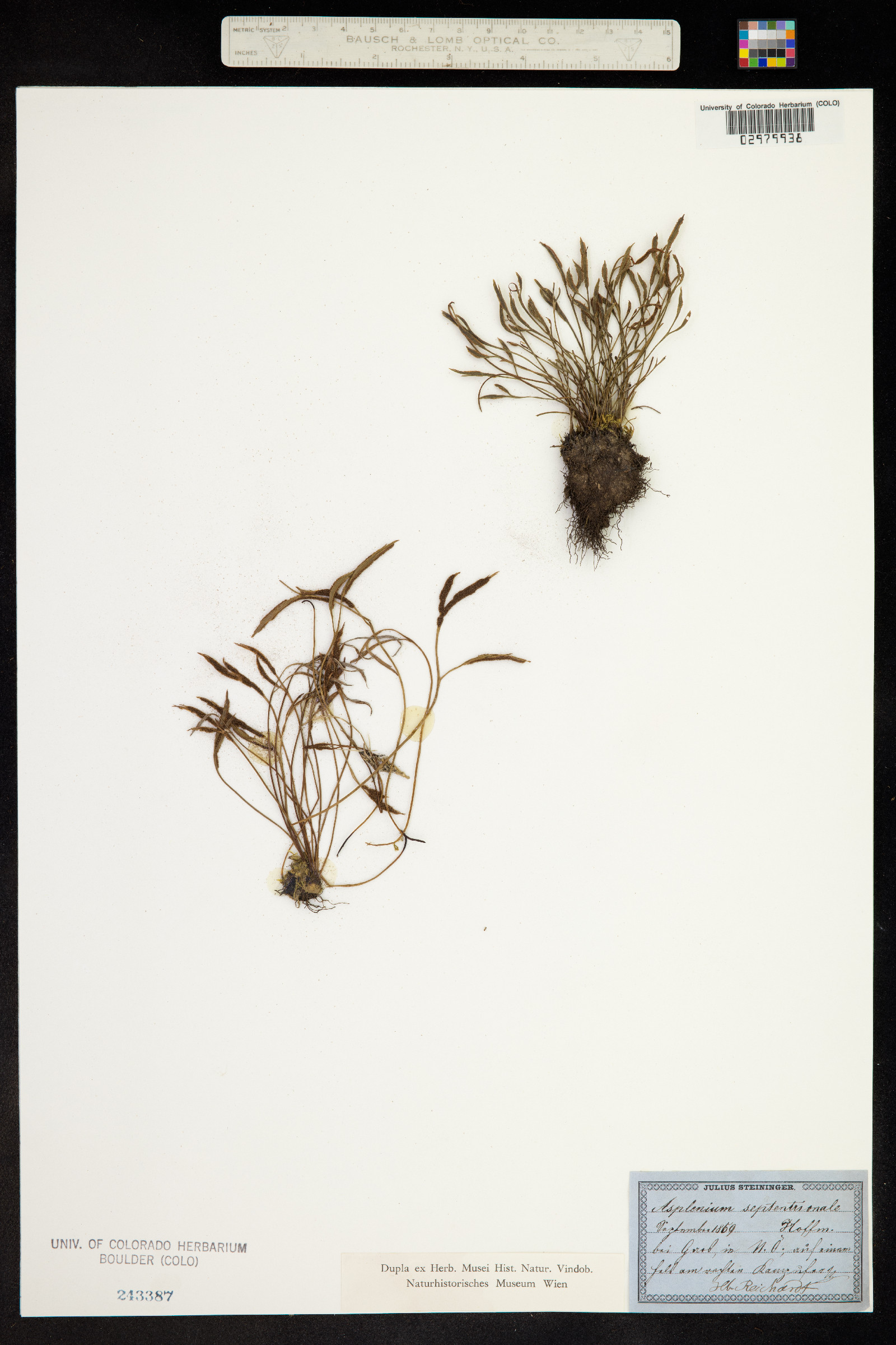 Asplenium septentrionale image