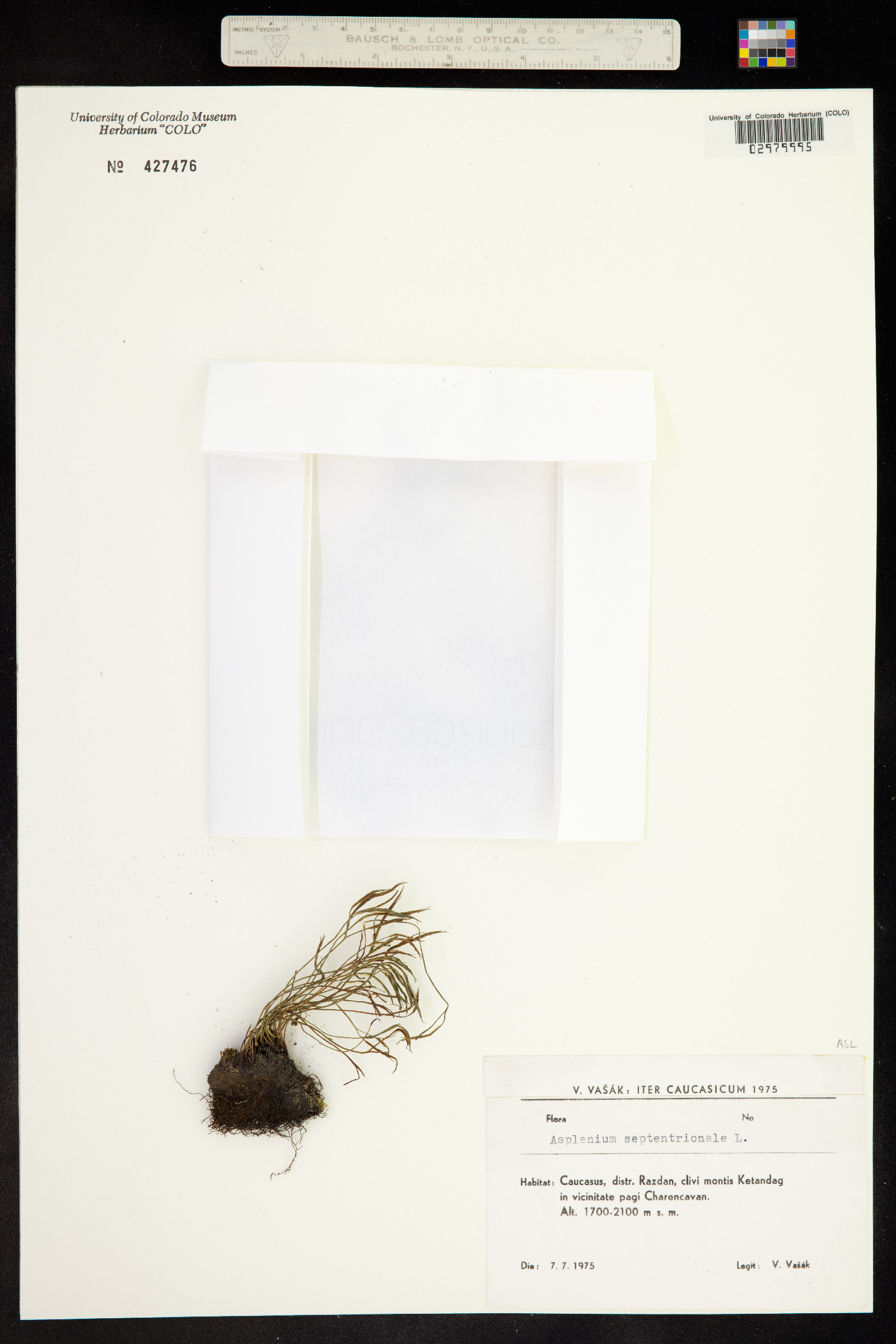 Asplenium septentrionale image