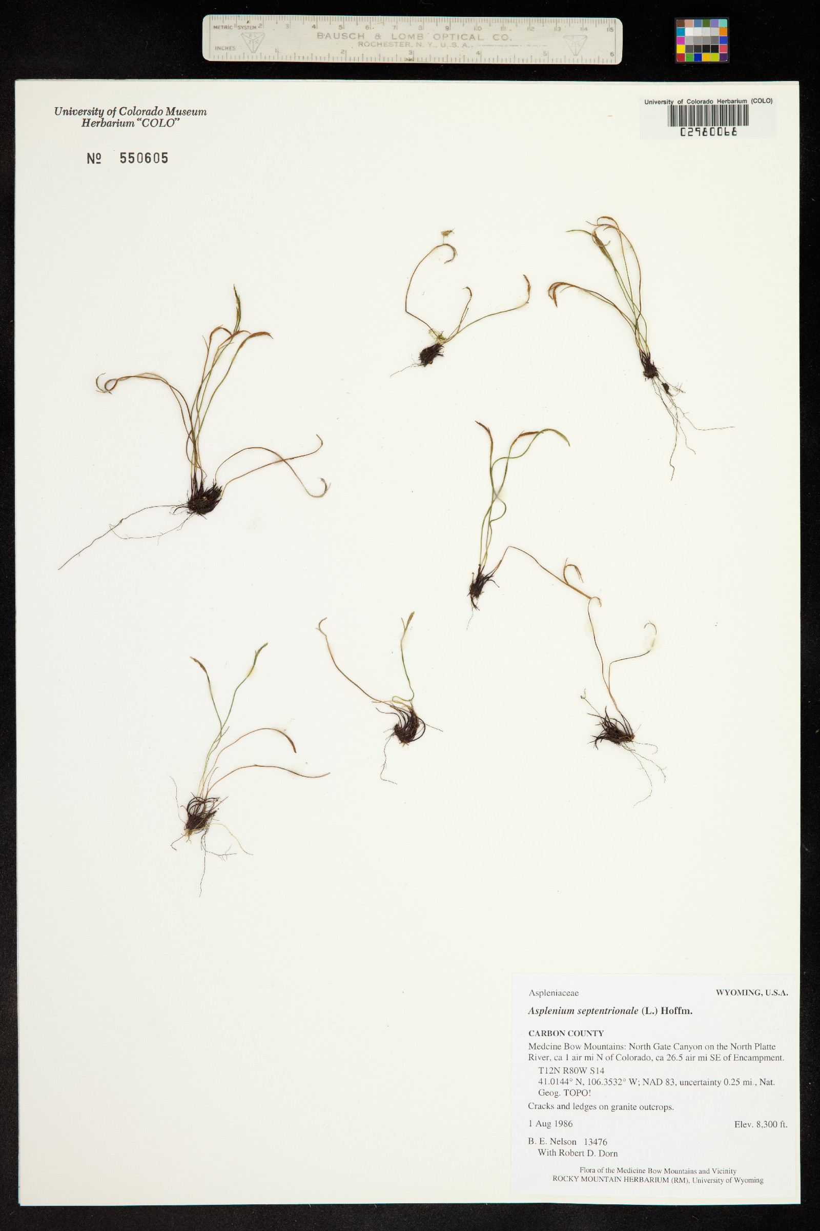 Asplenium septentrionale image