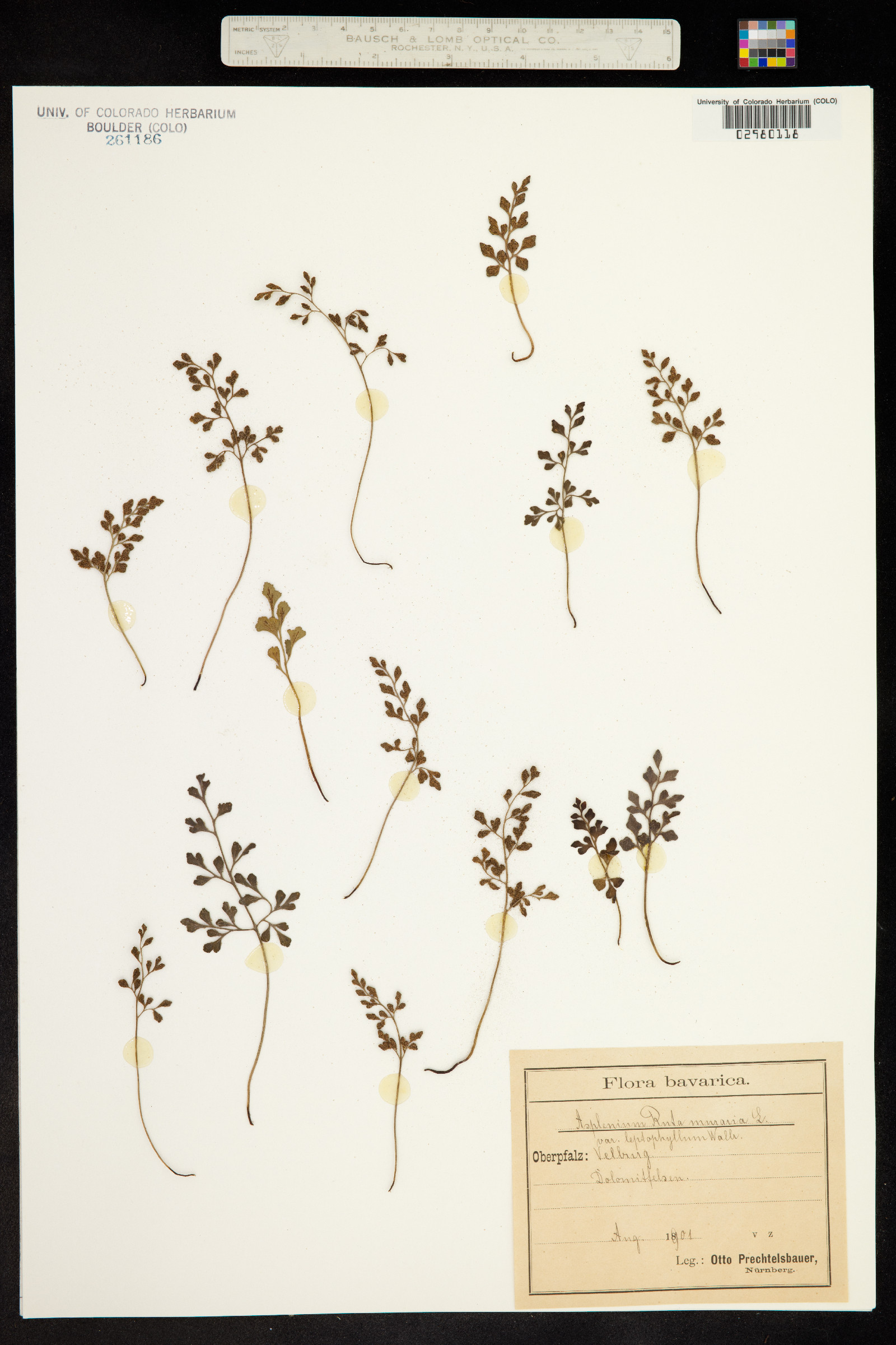 Asplenium ruta-muraria image
