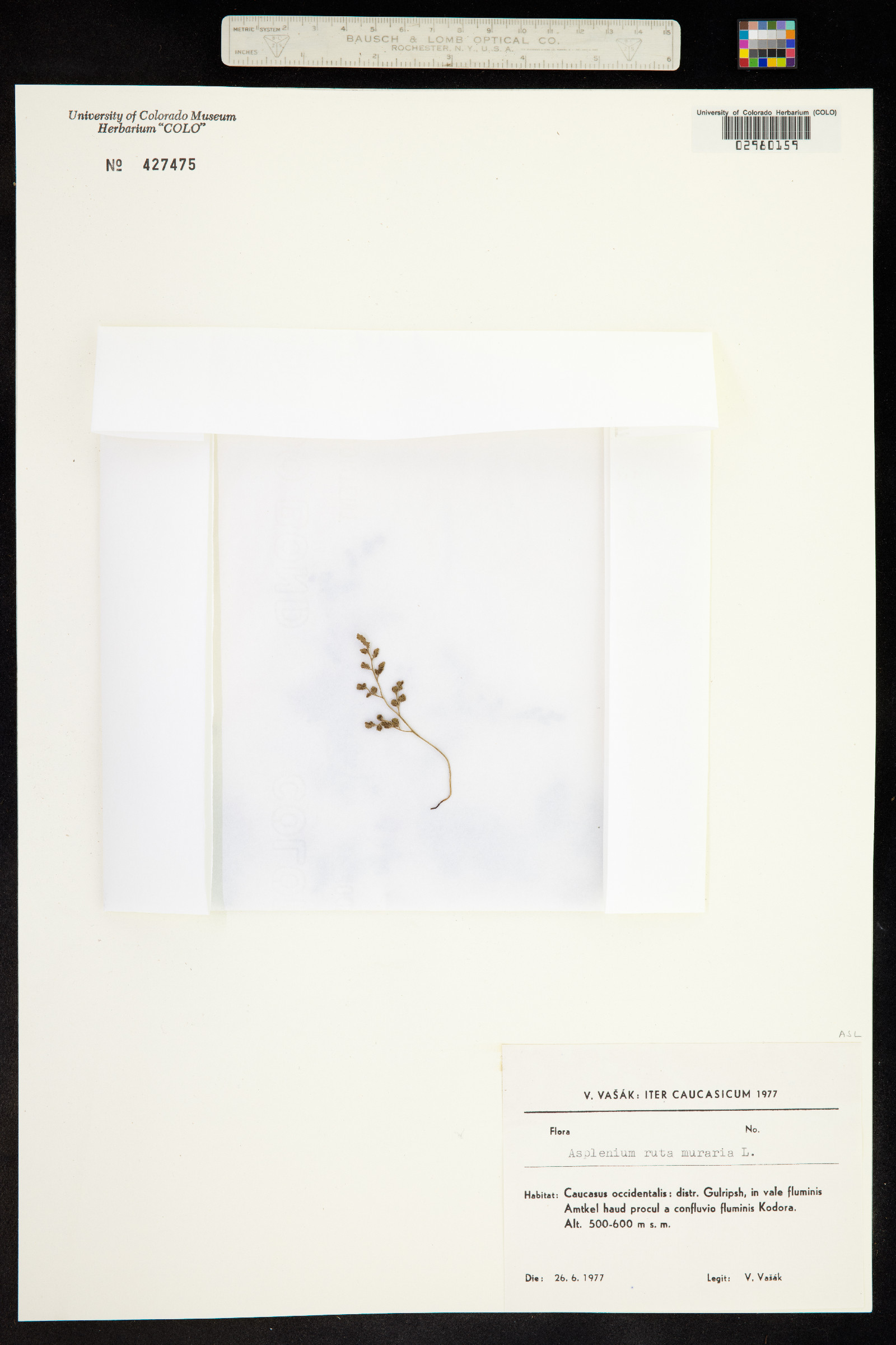 Asplenium ruta-muraria image