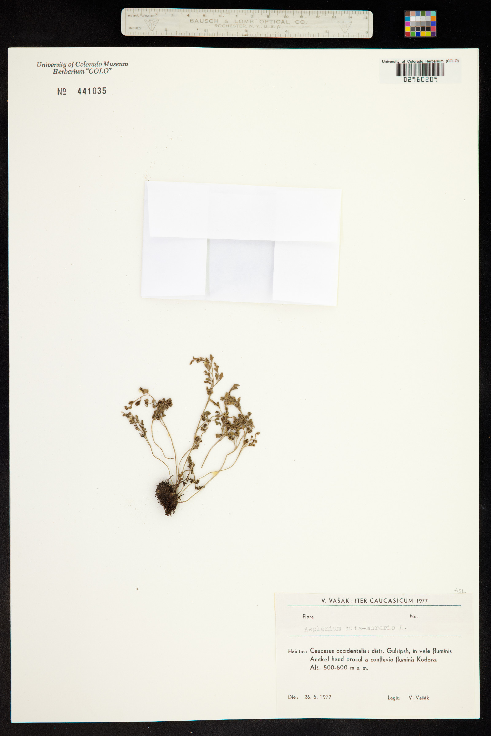 Asplenium ruta-muraria image