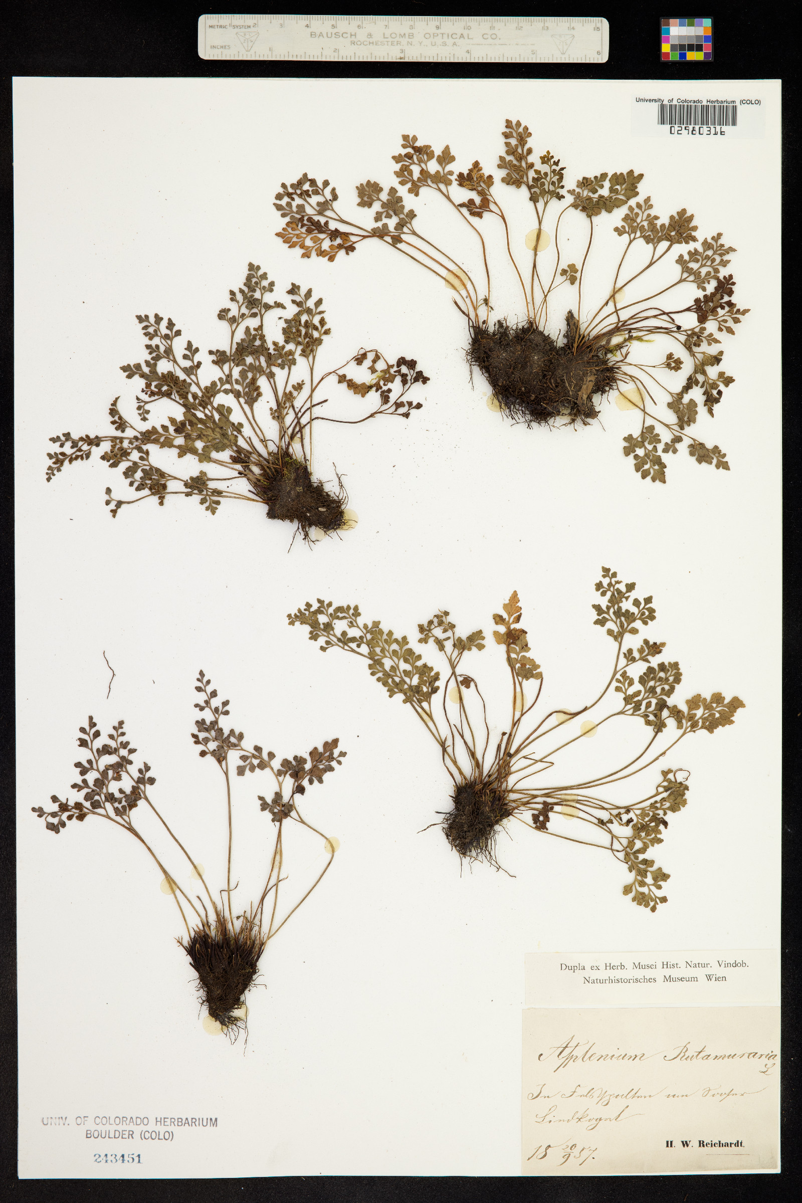 Asplenium ruta-muraria image