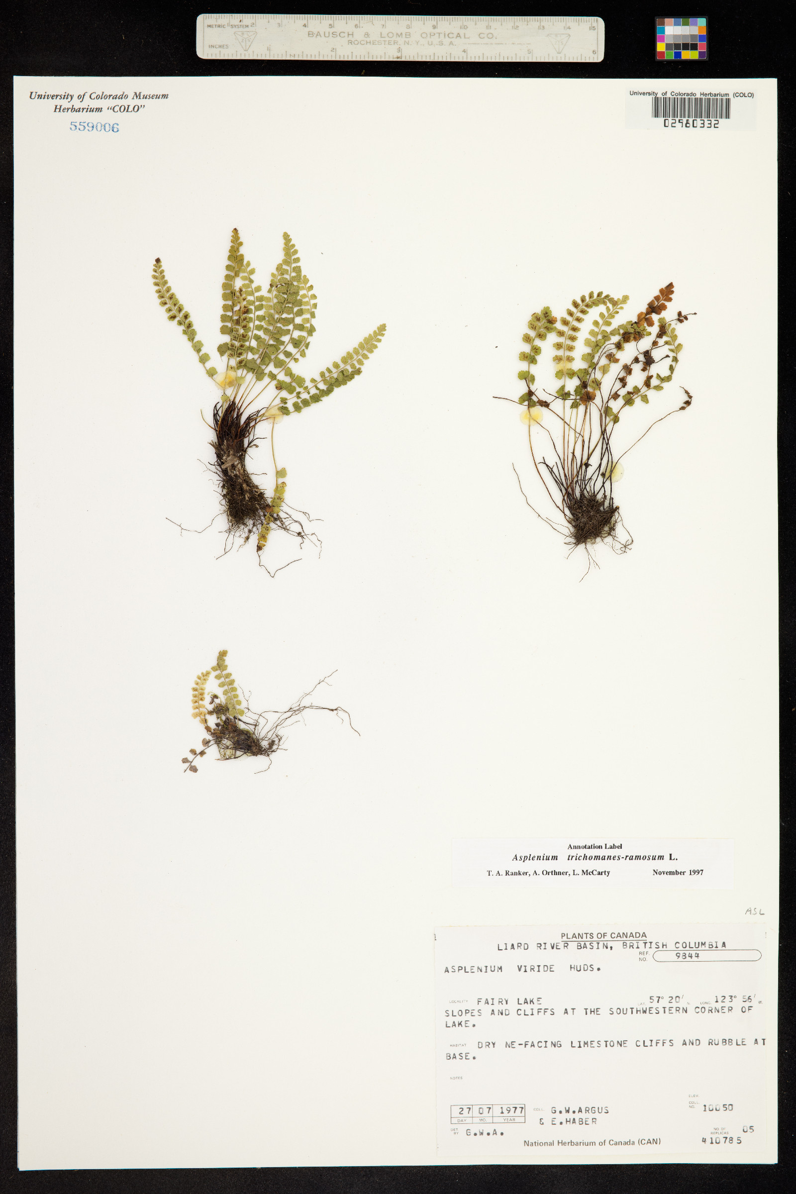 Asplenium trichomanes-ramosum image