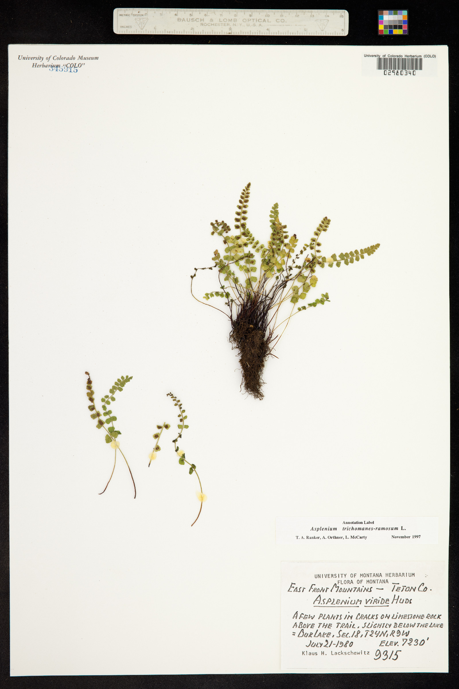 Asplenium trichomanes-ramosum image